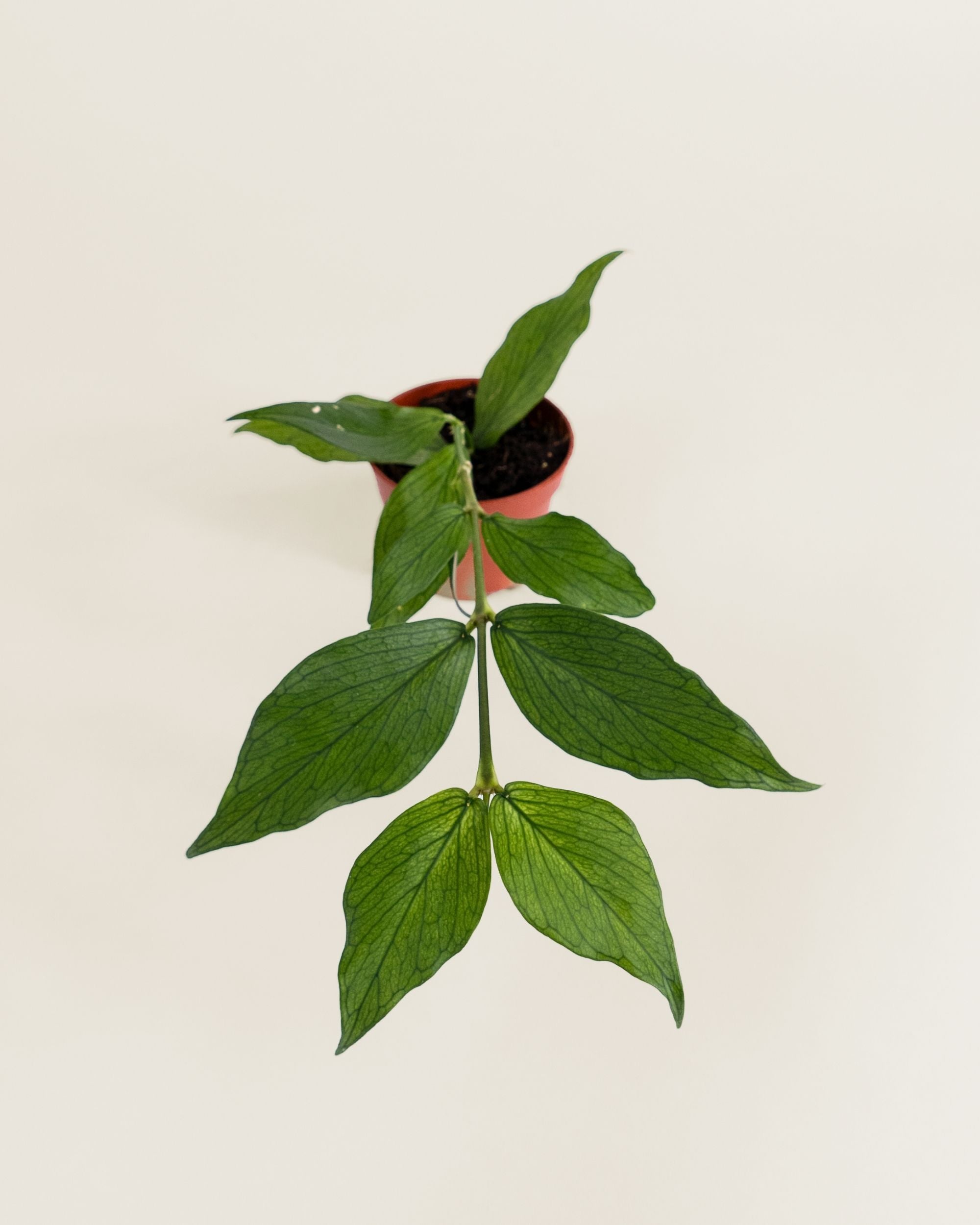 Hoya Polyneura