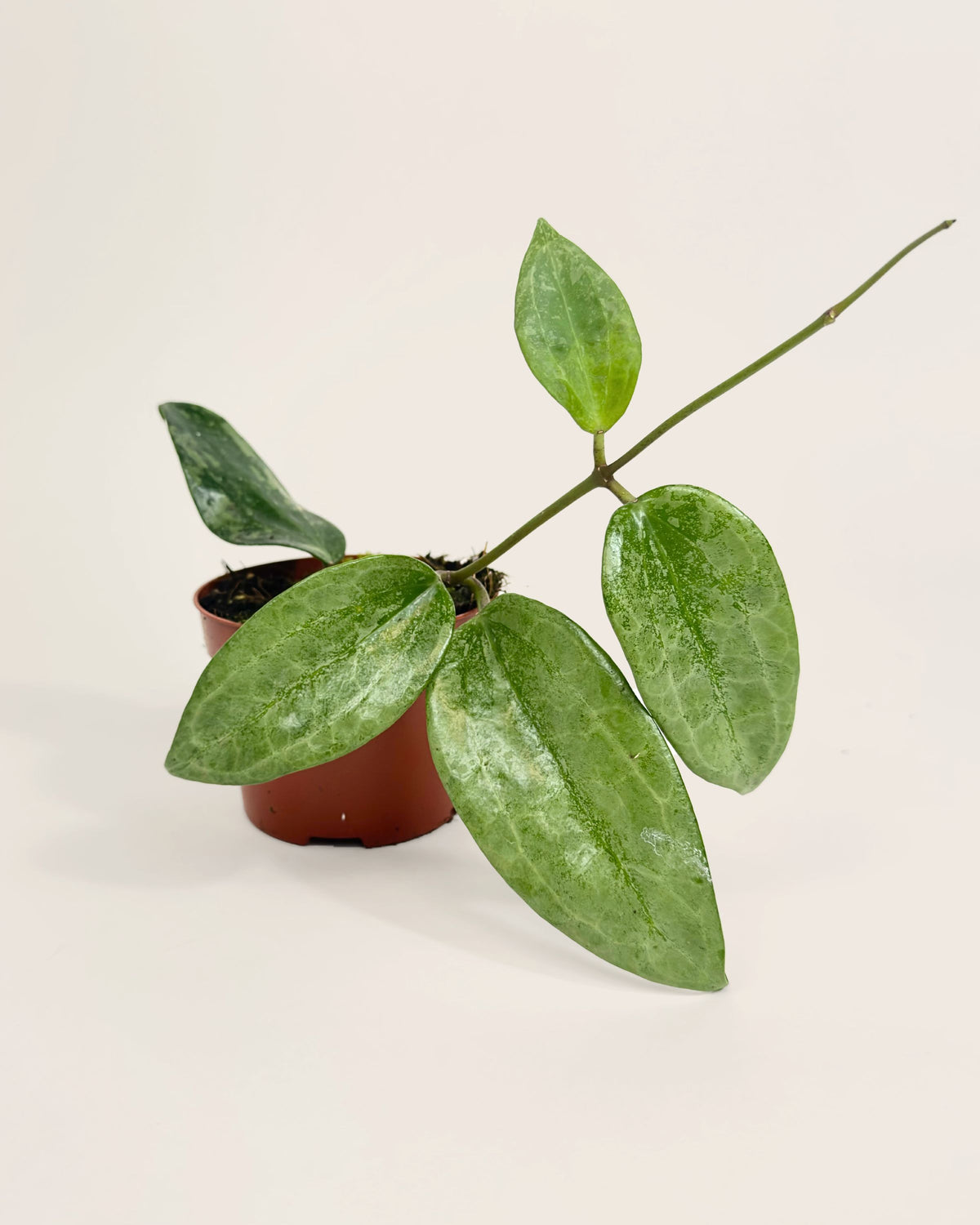 Hoya Rimba Perak Downtown Plant Club
