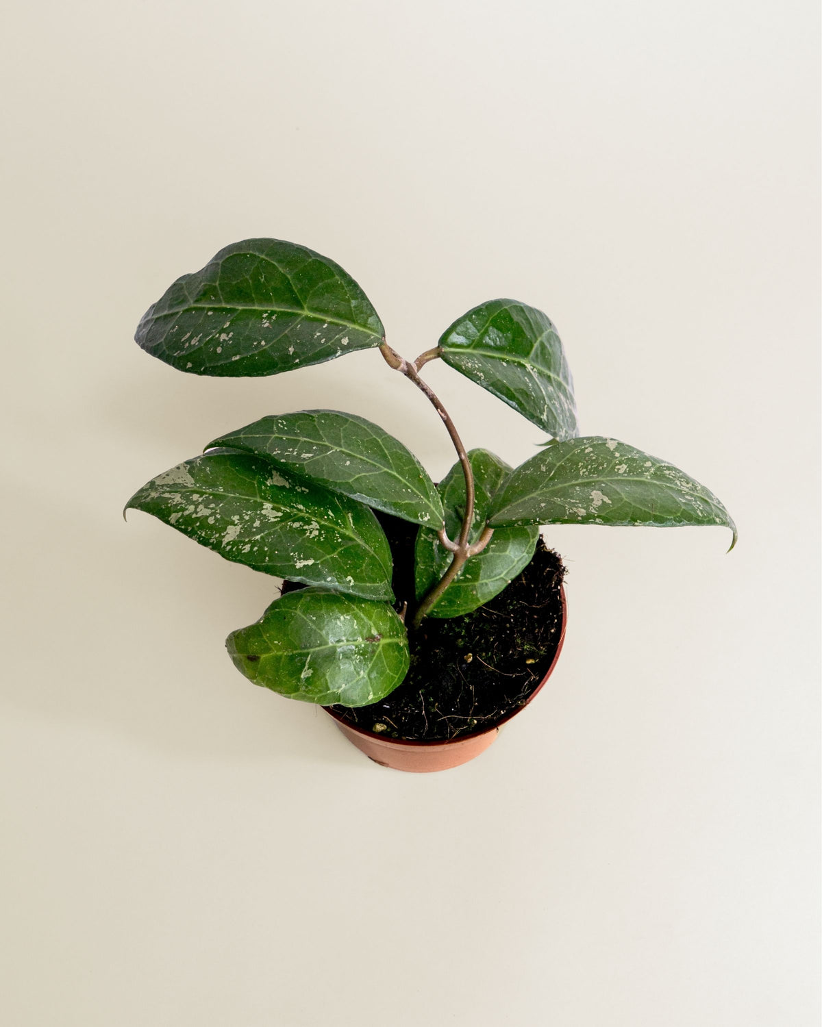 Hoya Verticillata Lampung