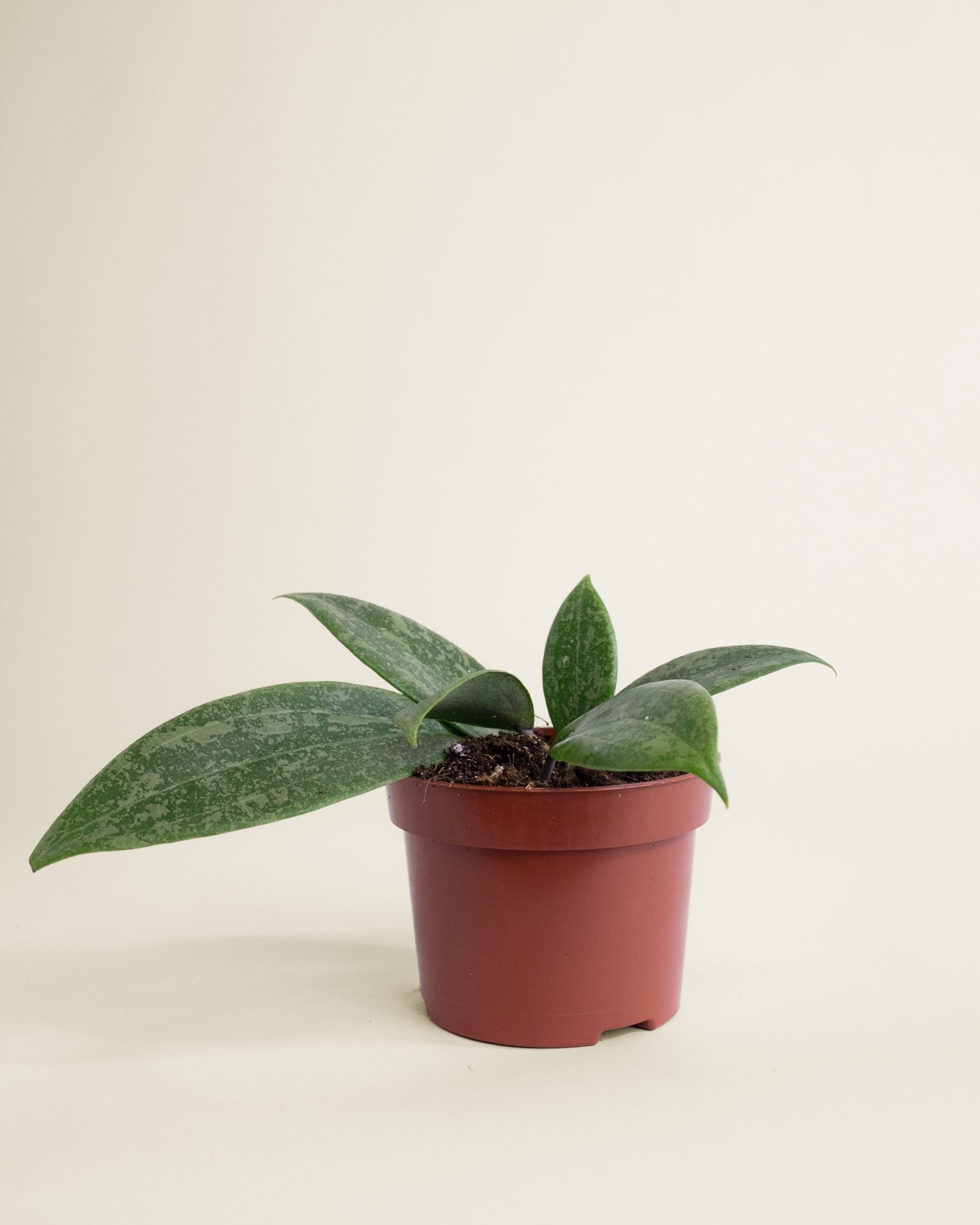 Hoya Wibergae