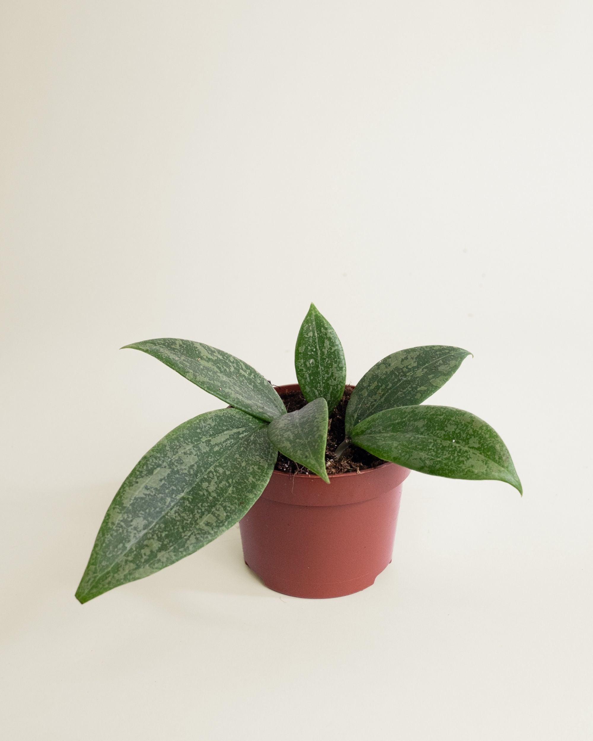 Hoya Wibergae