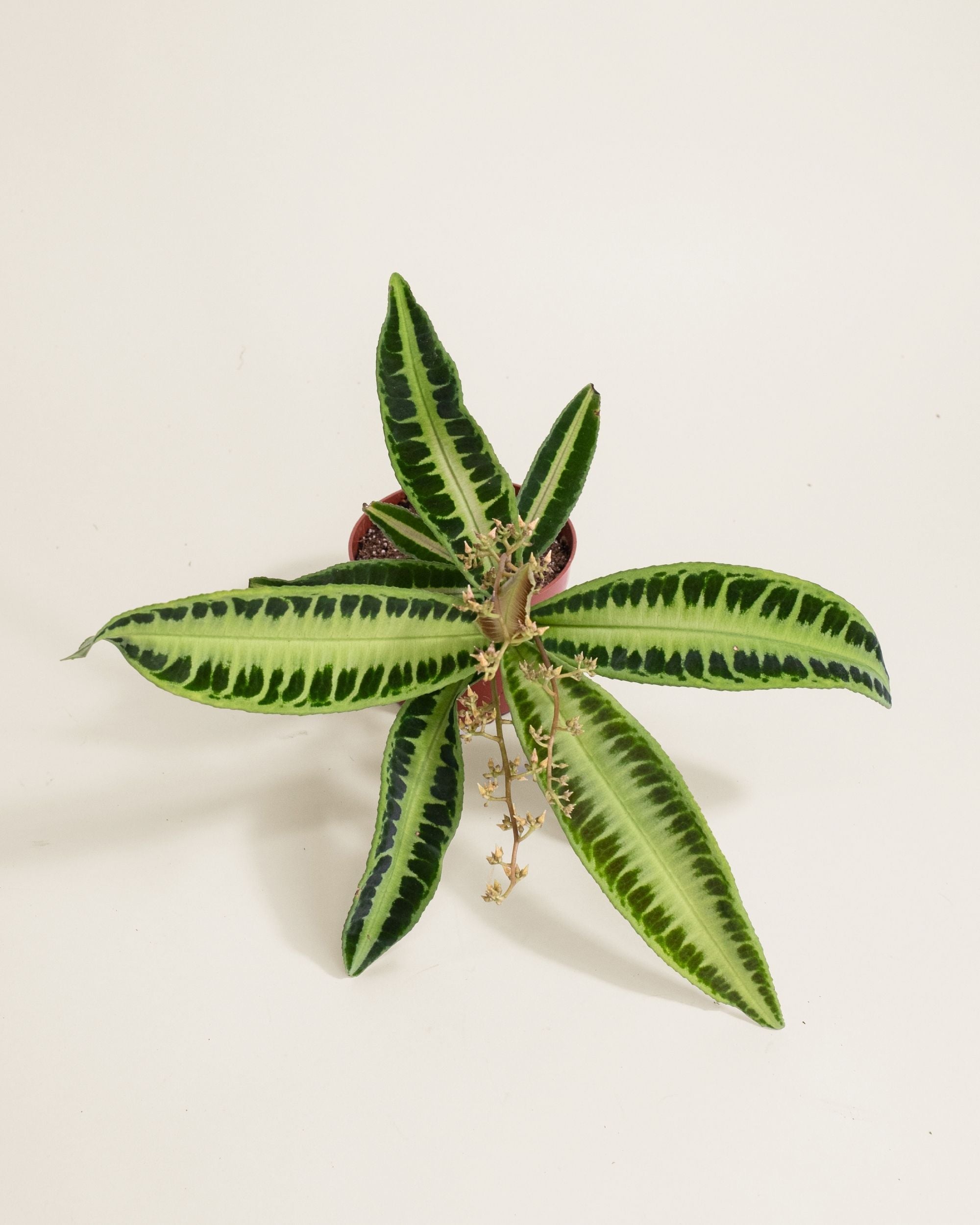 Labisia Jabi
