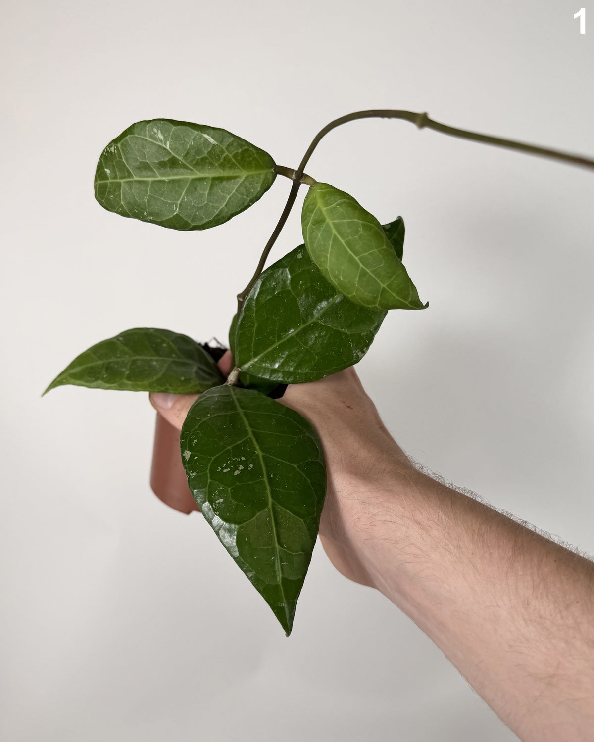 Hoya Verticillata Lampung WW