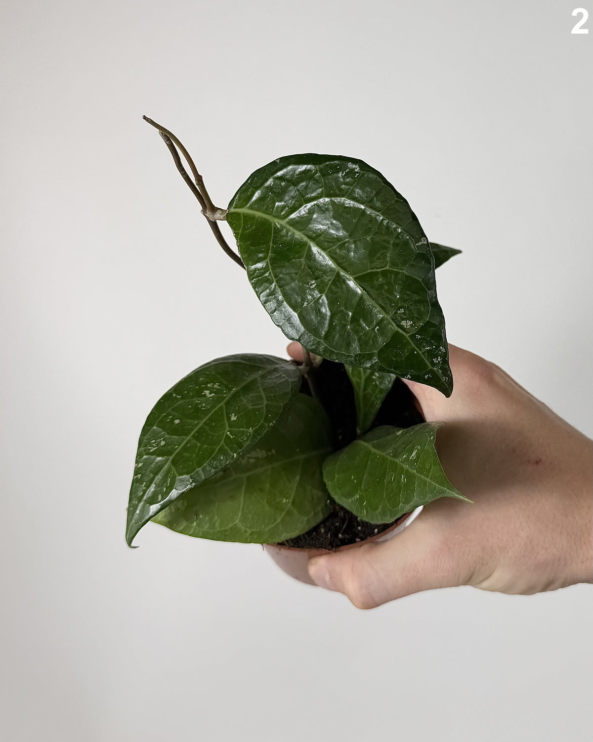 Hoya Verticillata Lampung WW