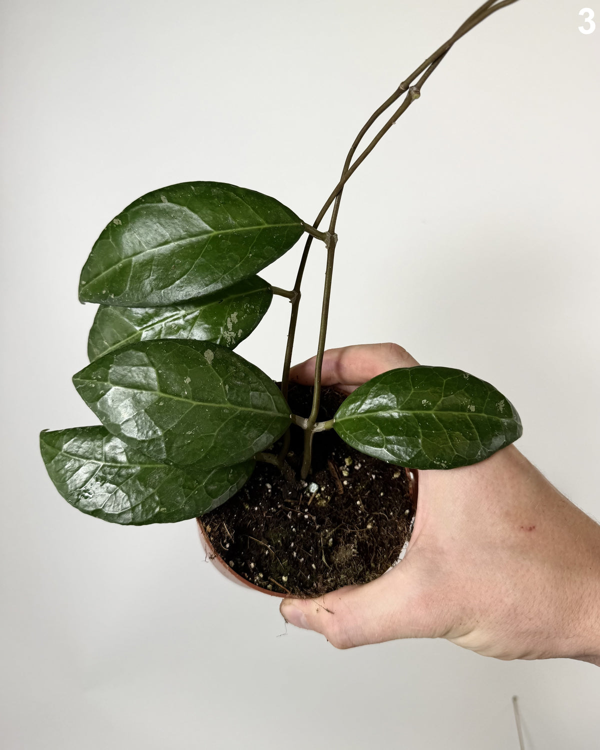 Hoya Verticillata Lampung WW