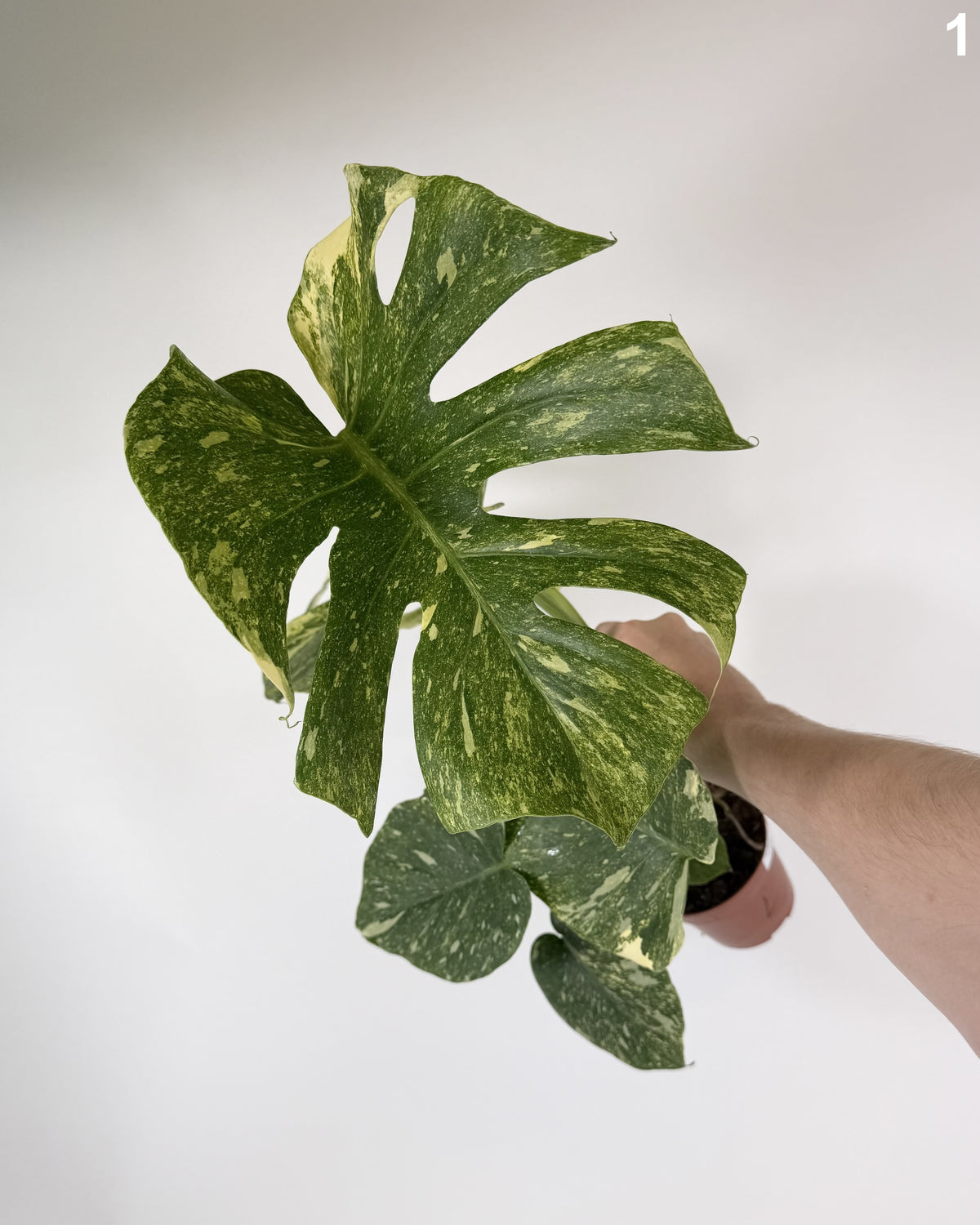 Monstera Deliciosa Legacy WW