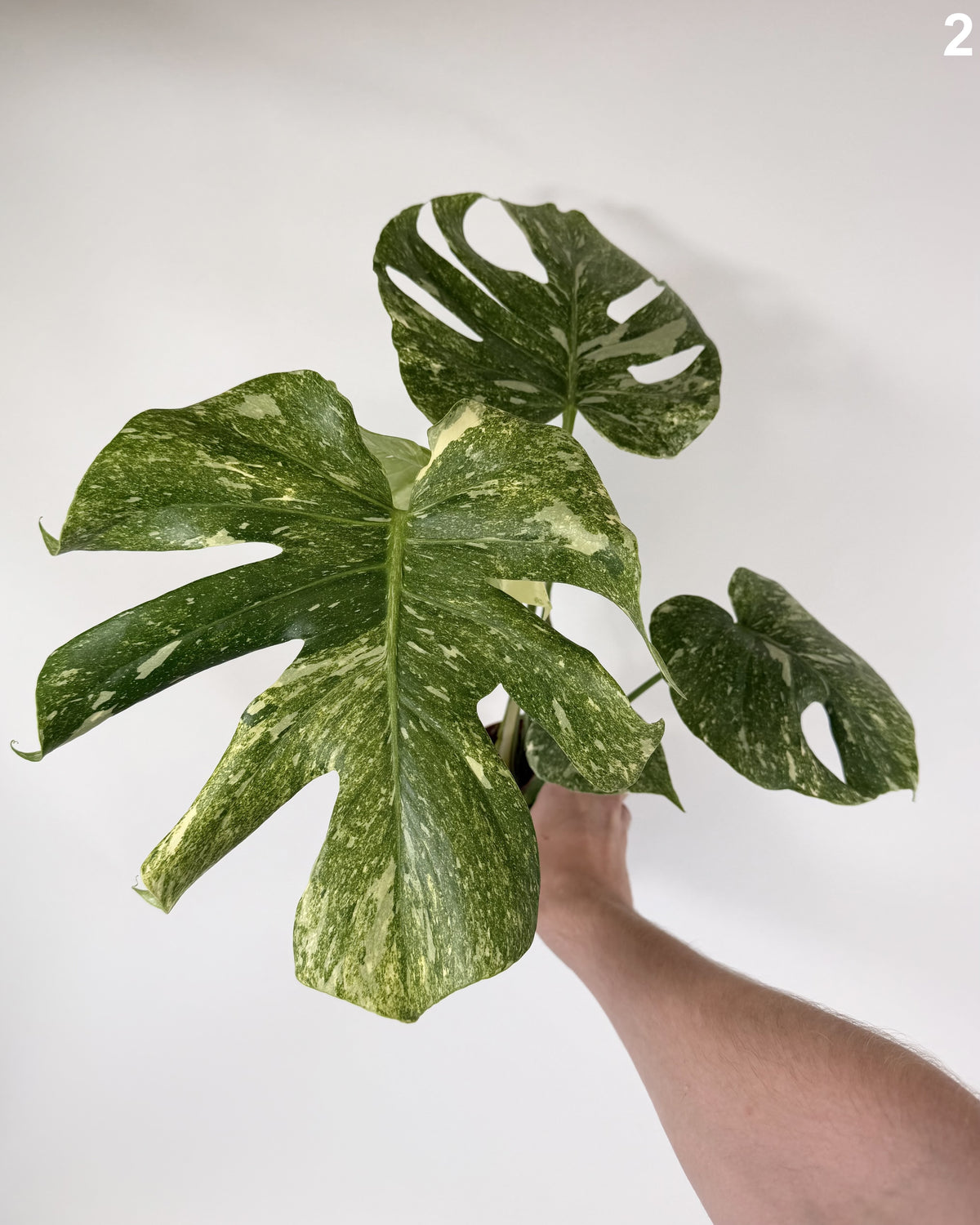 Monstera Deliciosa Legacy WW