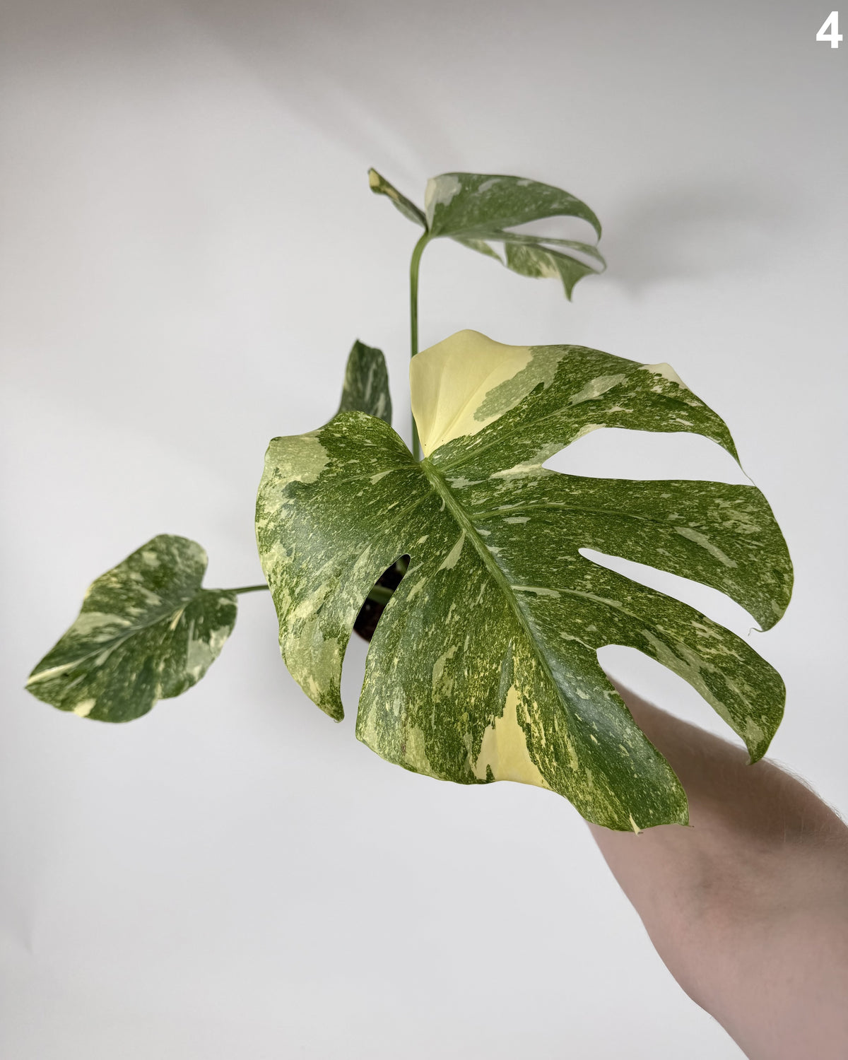 Monstera Deliciosa Legacy WW