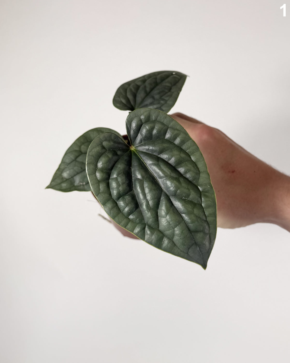 Anthurium Luxurians WW