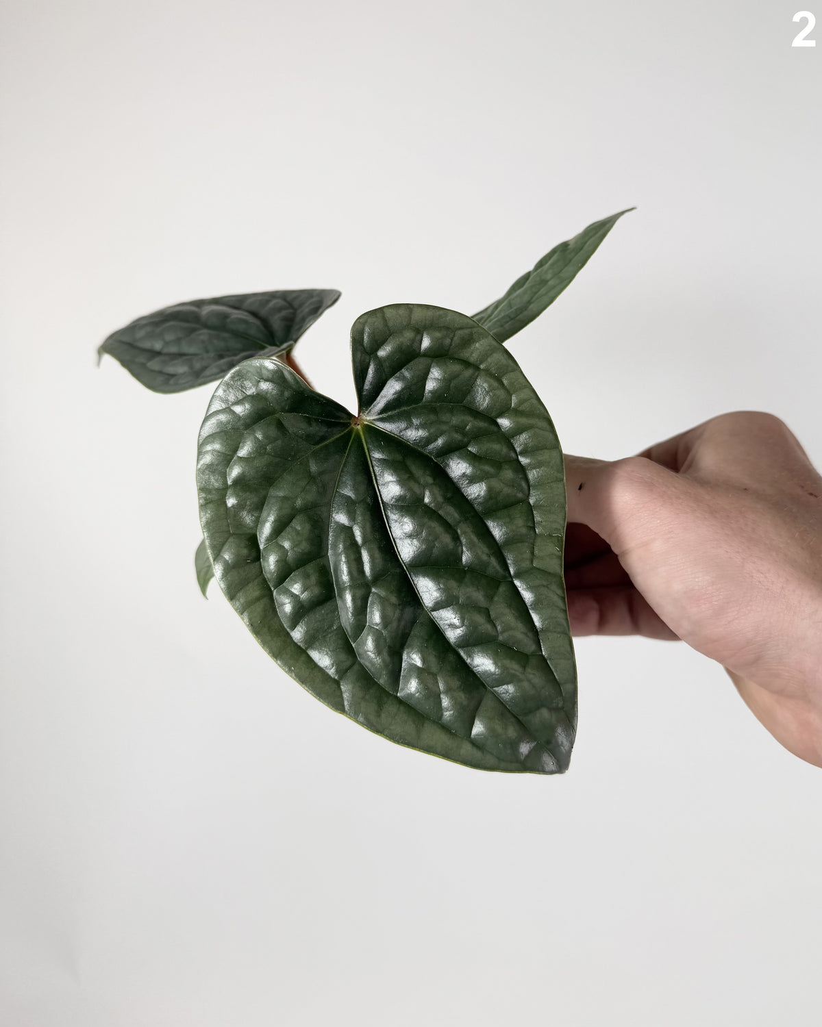 Anthurium Luxurians WW