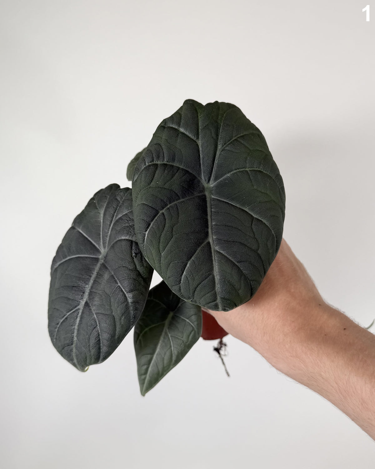 Alocasia Maharani WW