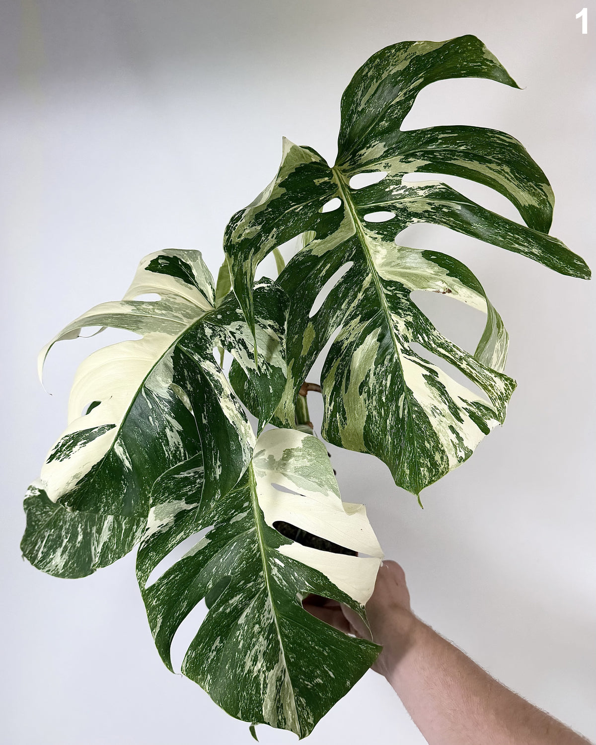 Monstera Deliciosa Albo Variegata WW