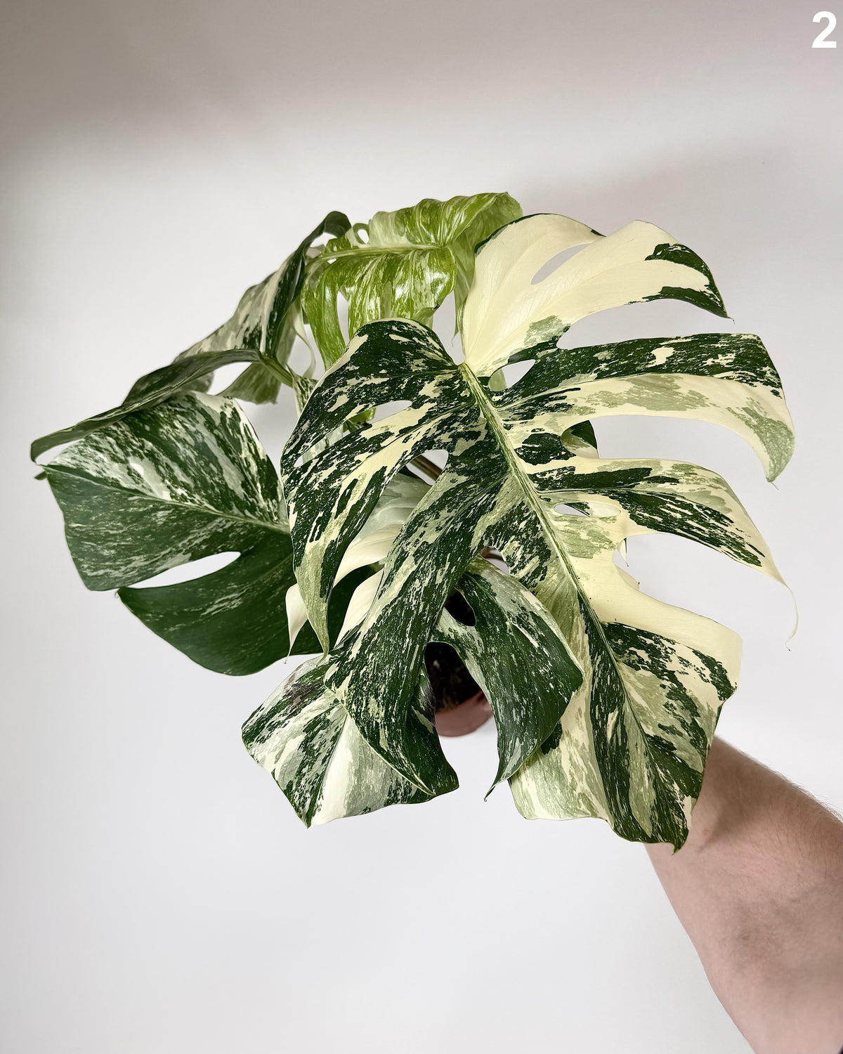 Monstera Deliciosa Albo Variegata WW