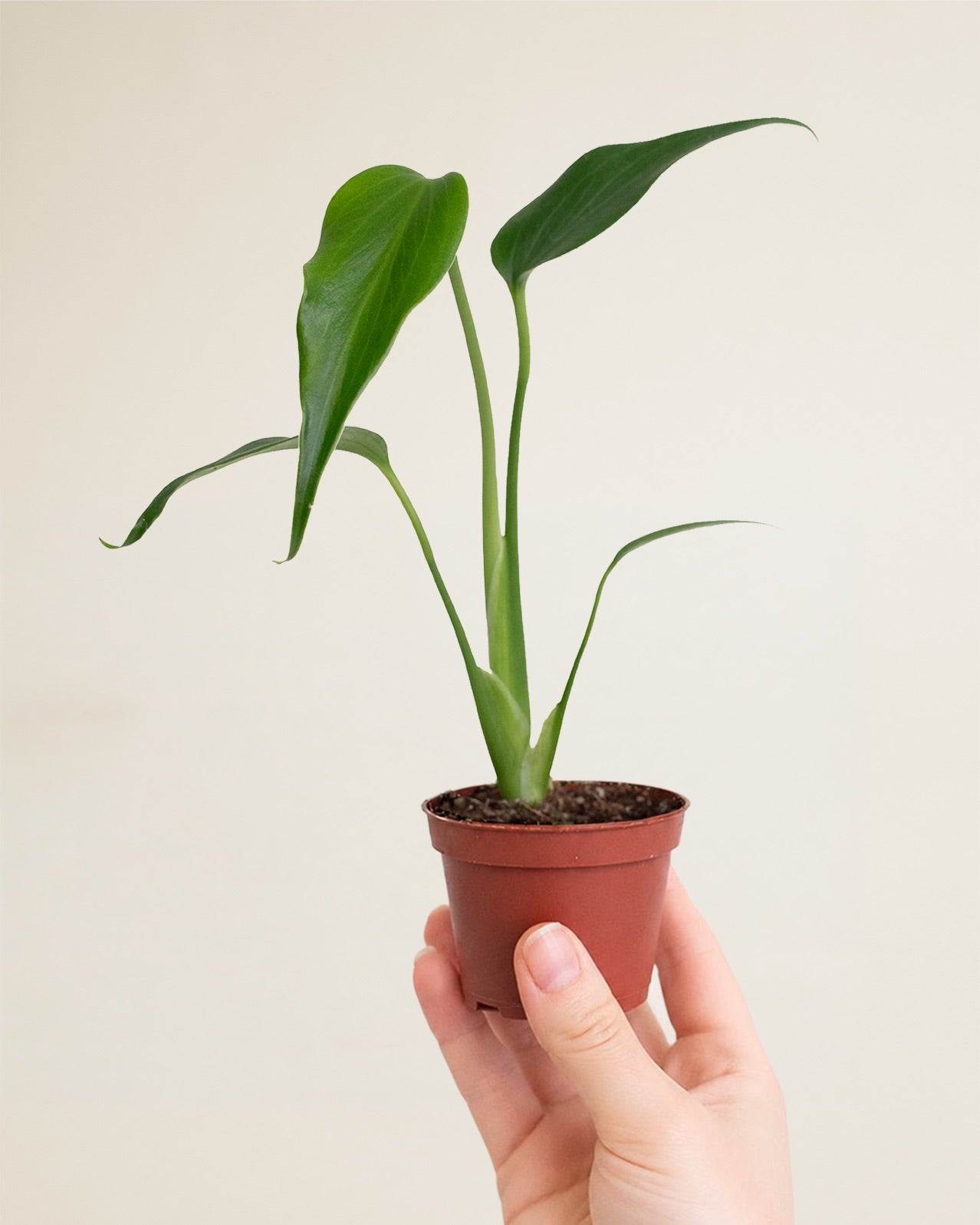 Monstera Burle Marx Flame