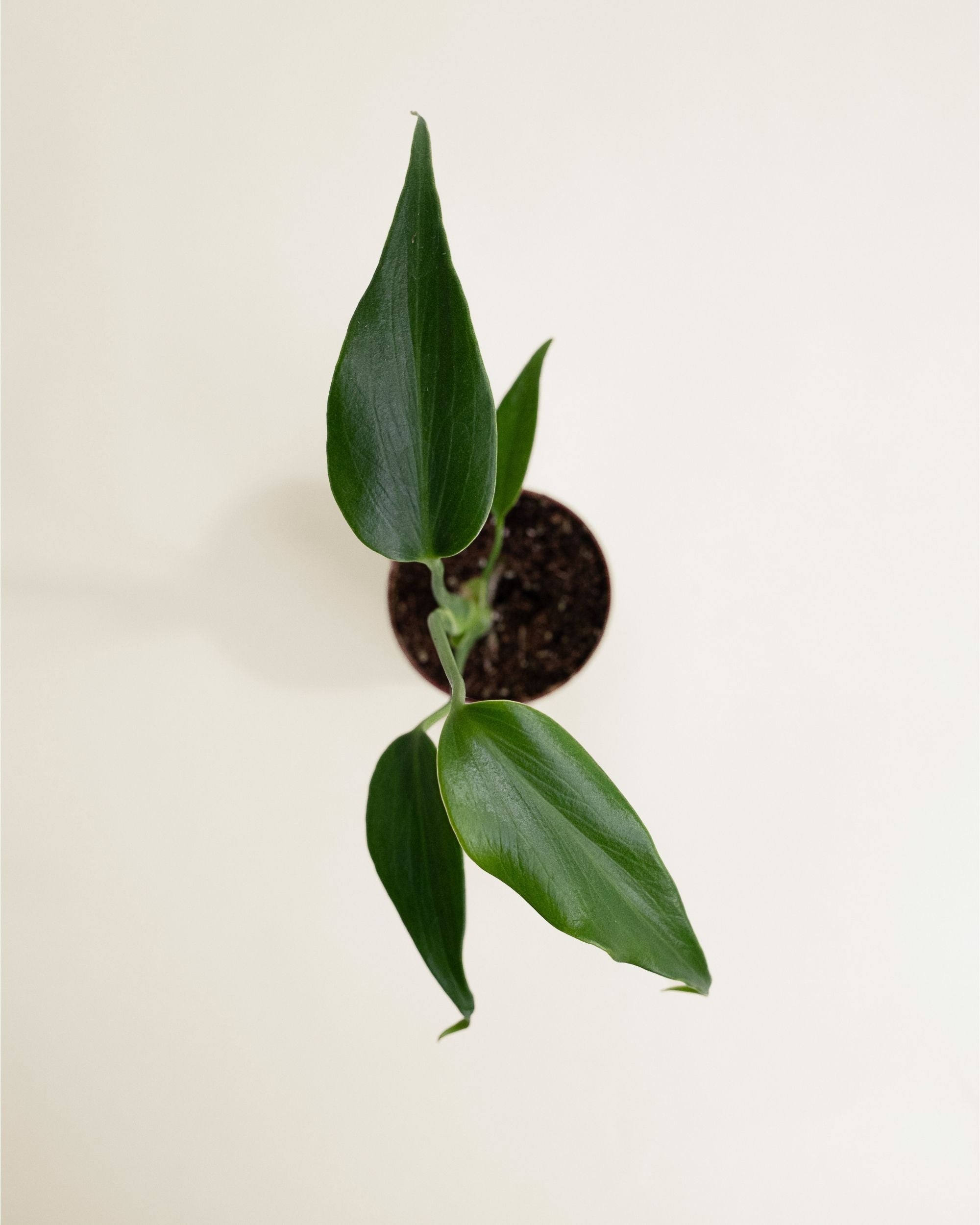 Monstera Burle Marx Flame