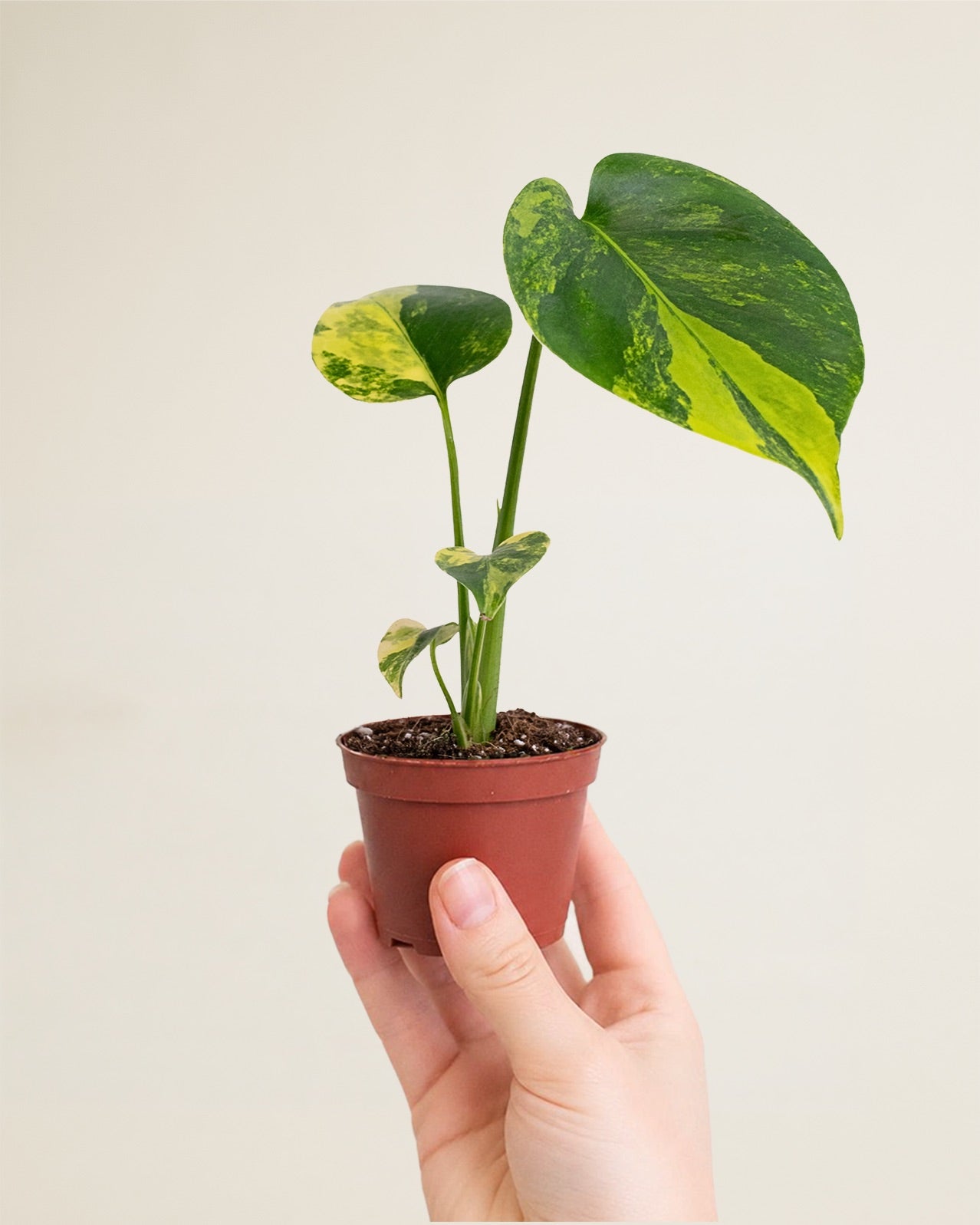 Monstera Deliciosa Aurea