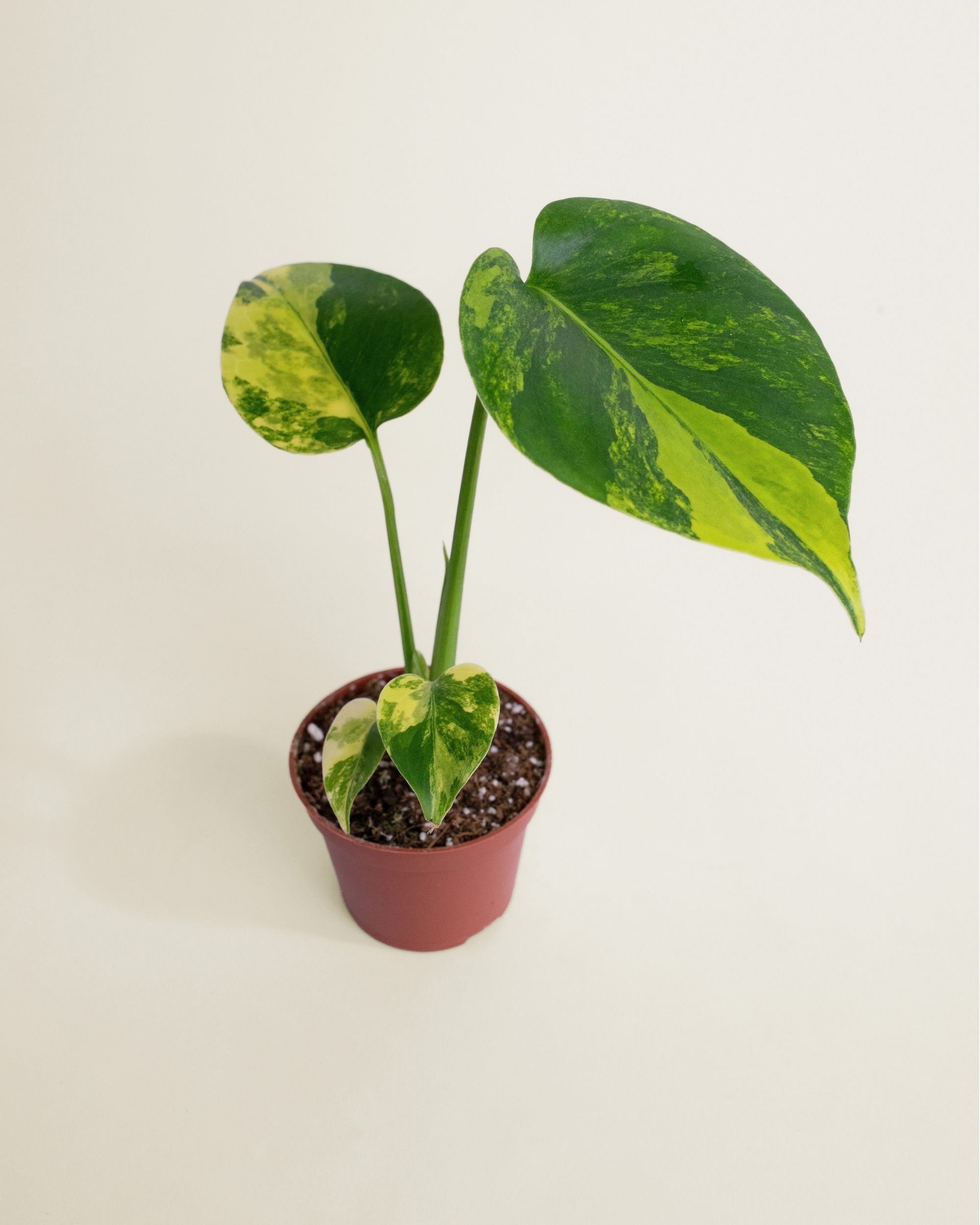 Monstera Deliciosa Aurea