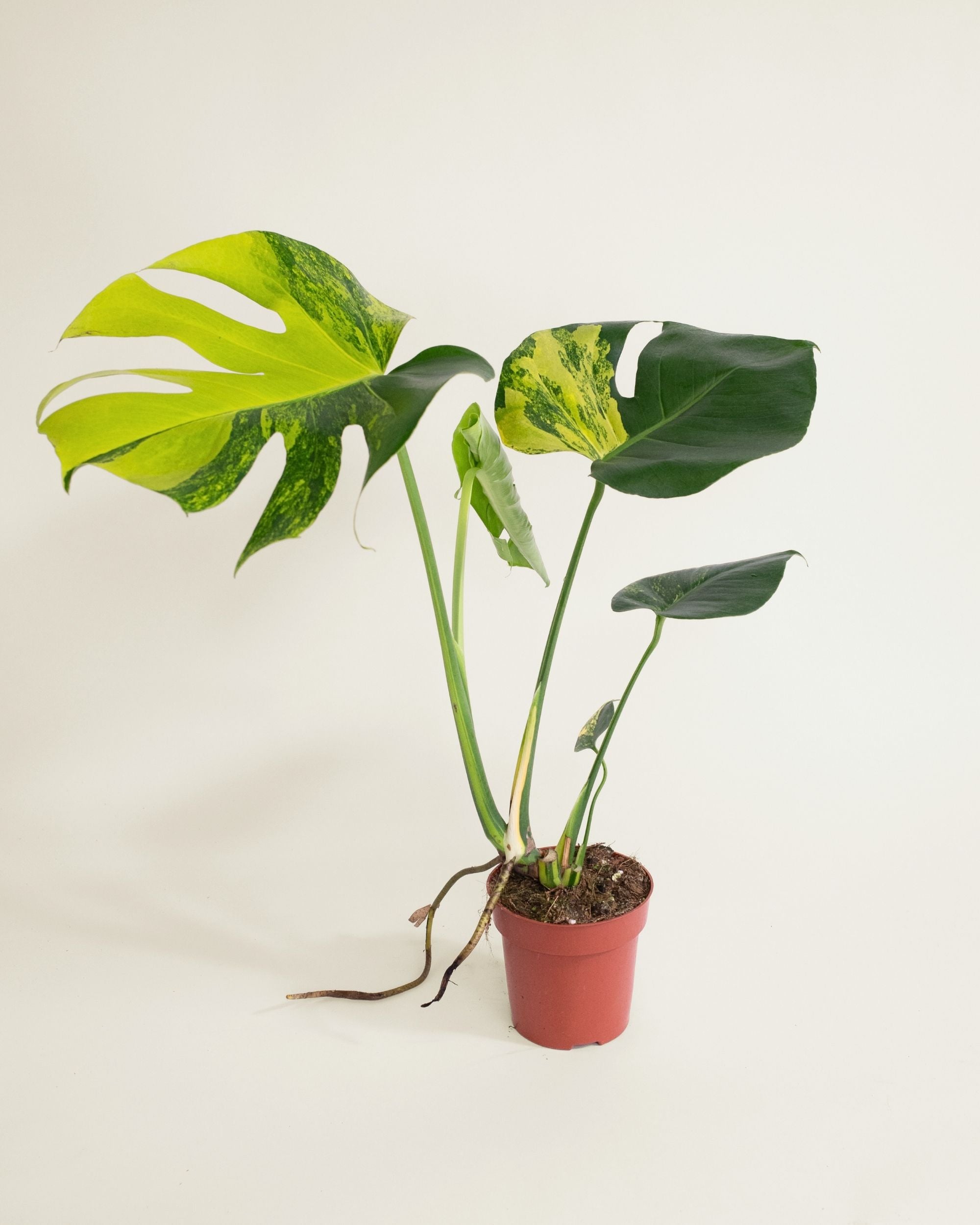 Monstera Deliciosa Aurea
