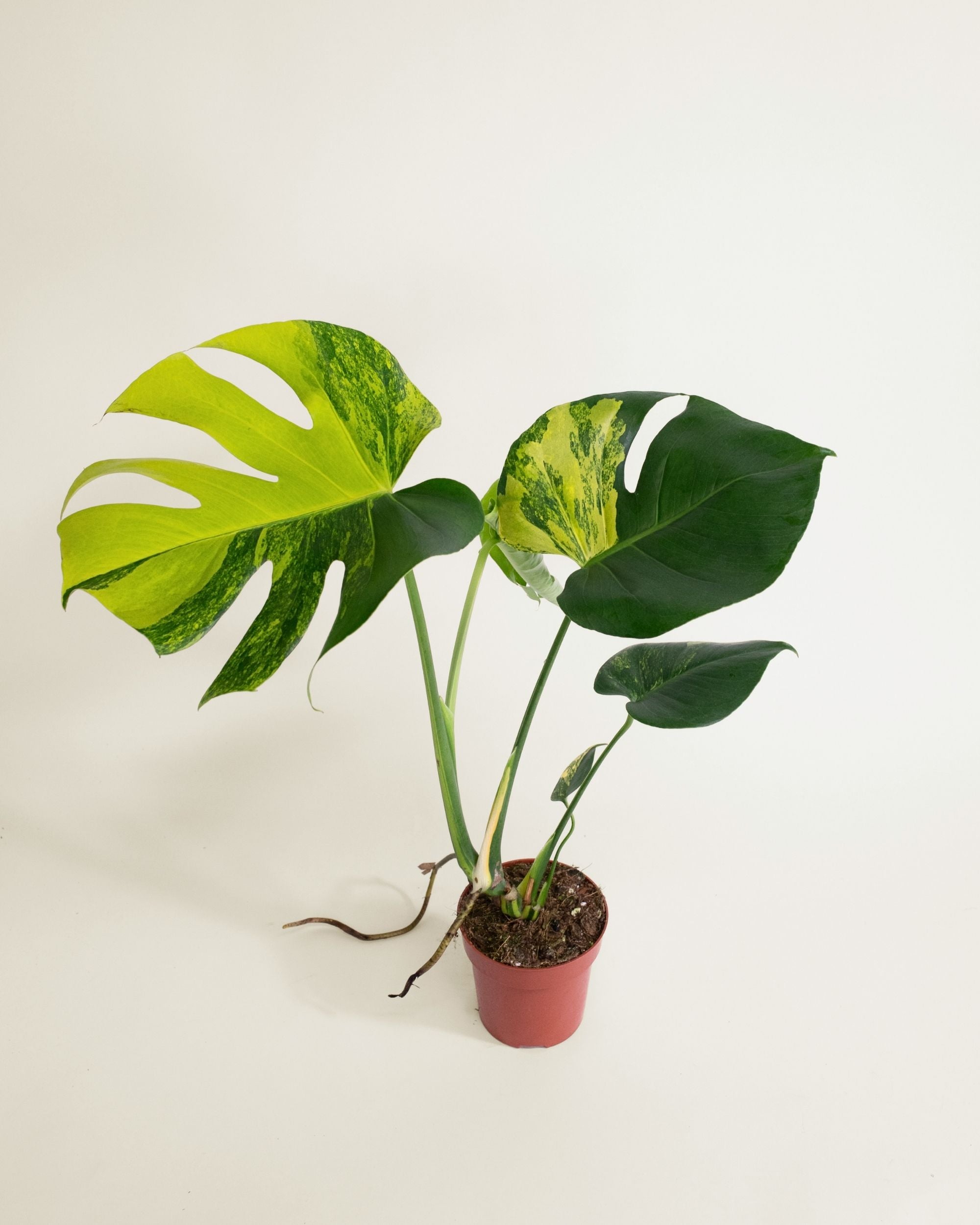 Monstera Deliciosa Aurea