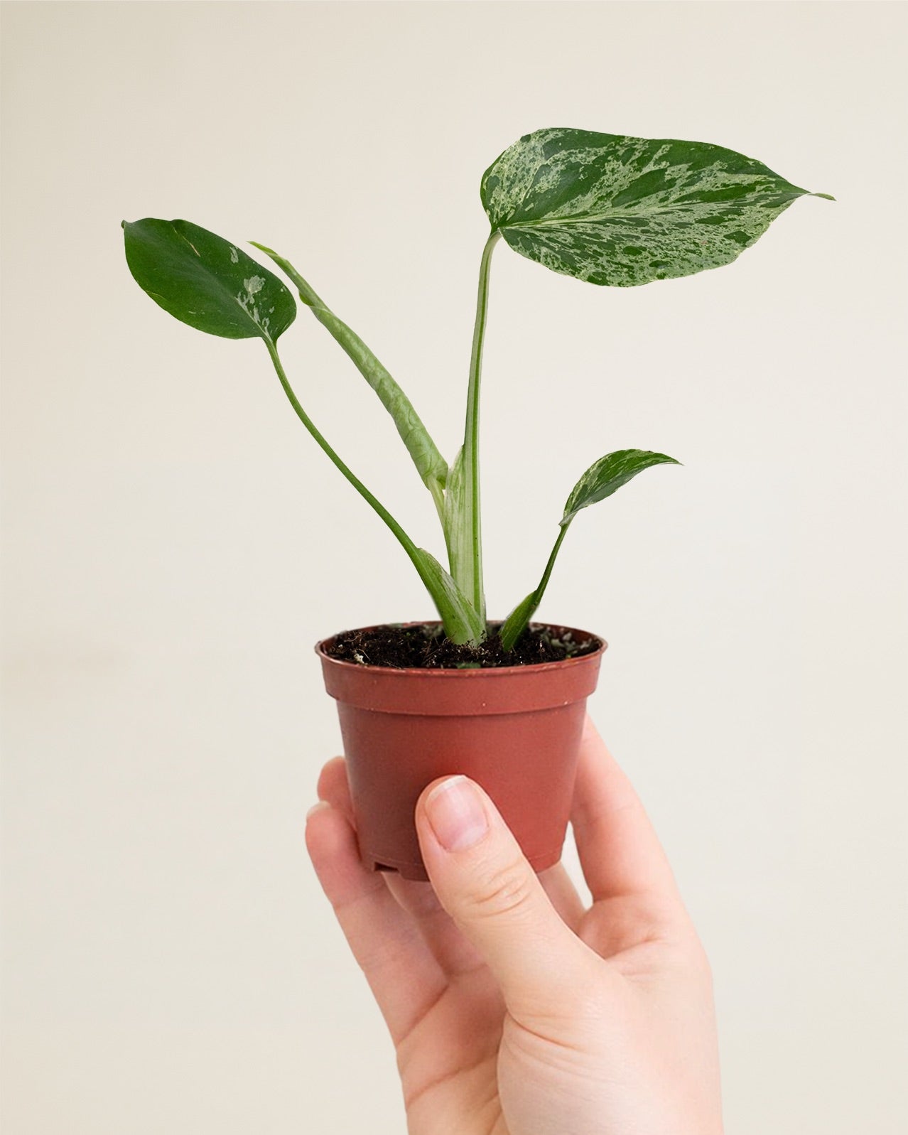 Monstera Deliciosa Bulbasaur