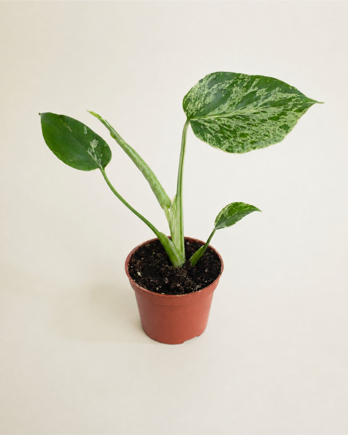 Monstera Deliciosa Bulbasaur