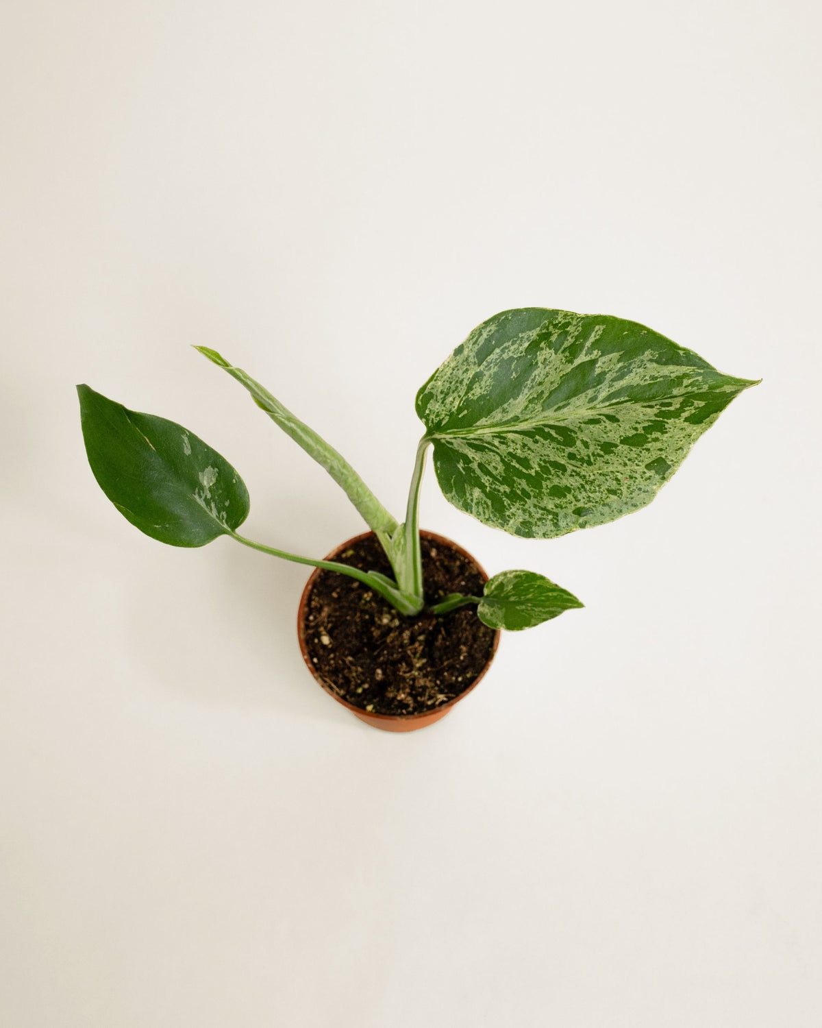 Monstera Deliciosa Bulbasaur