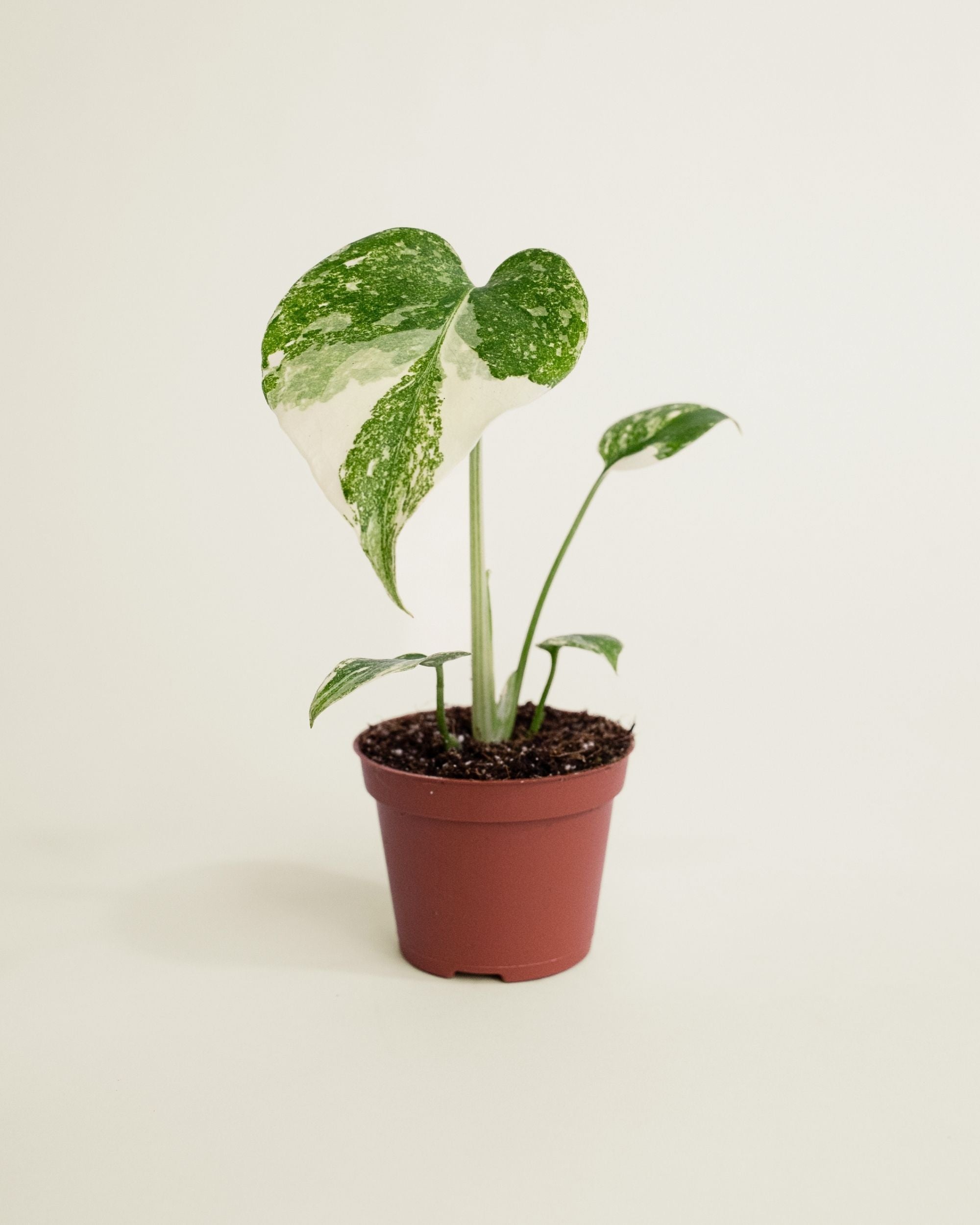 Monstera Deliciosa Crème Brûlée