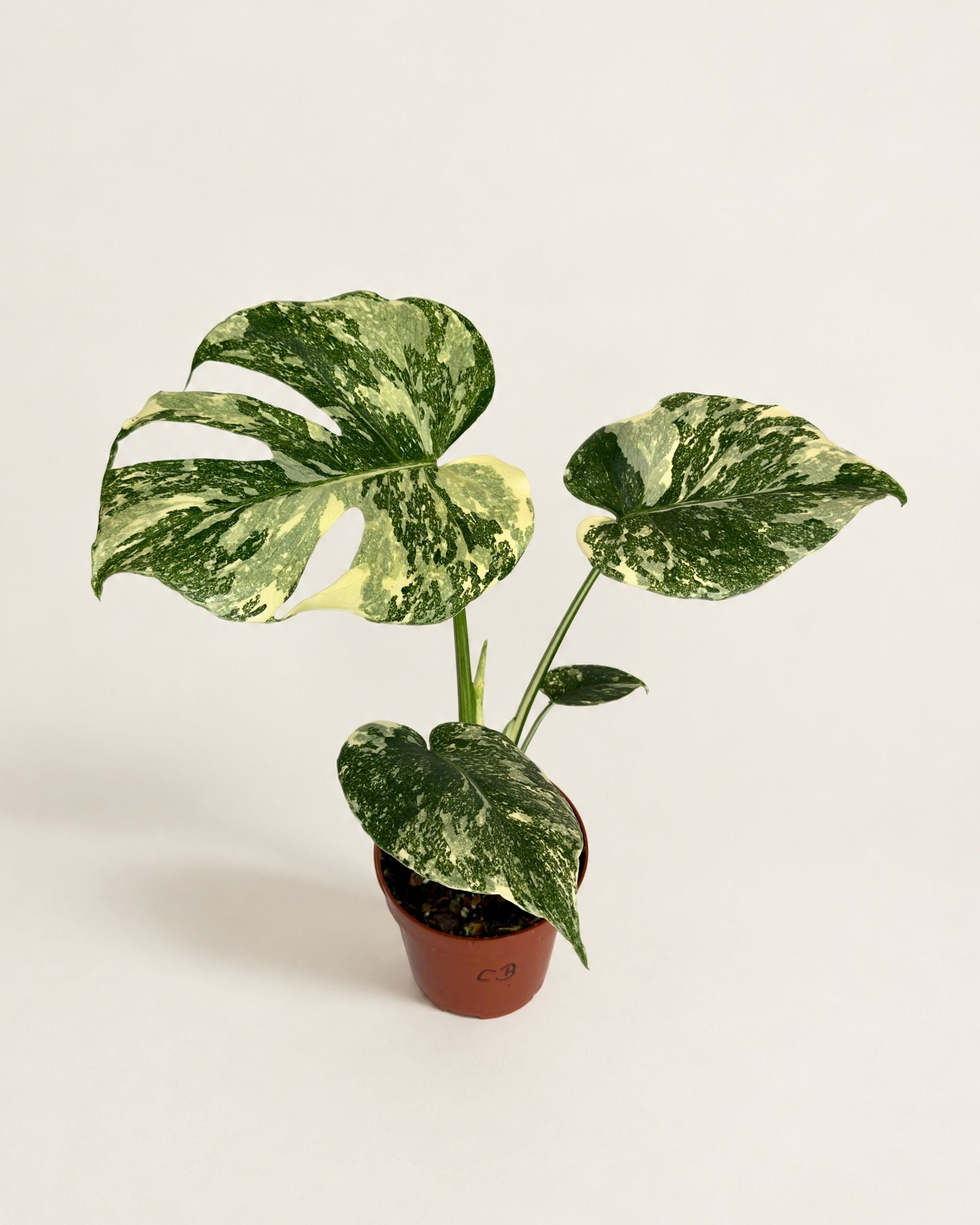 Monstera Deliciosa Crème Brûlée | Downtown Plant Club