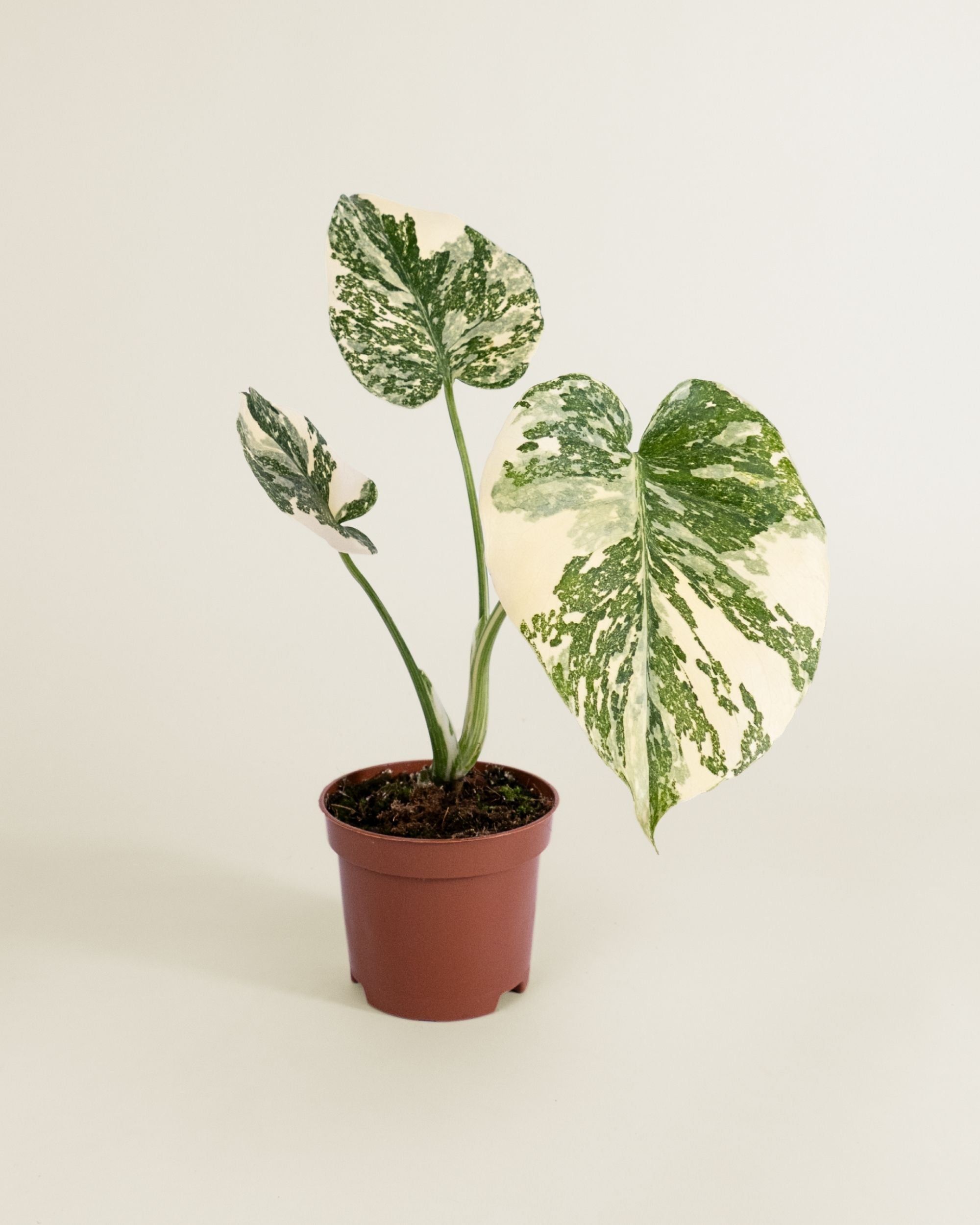 Monstera Deliciosa Crème Brûlée