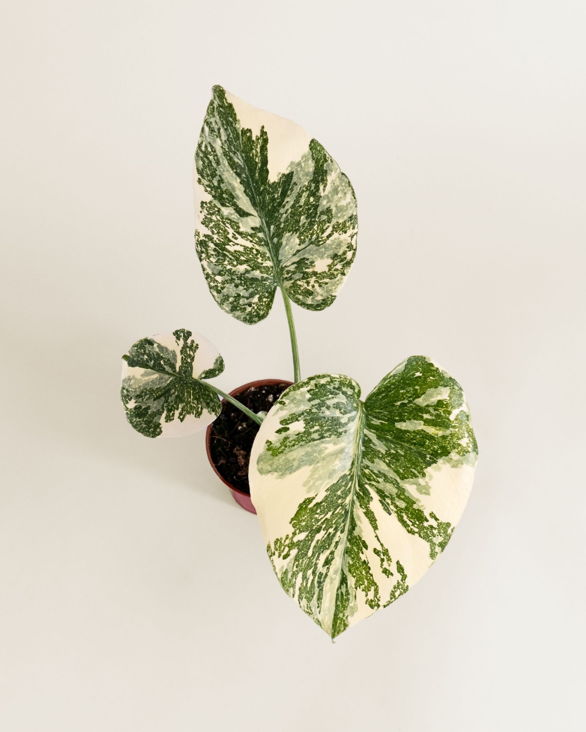 Monstera Deliciosa Crème Brûlée