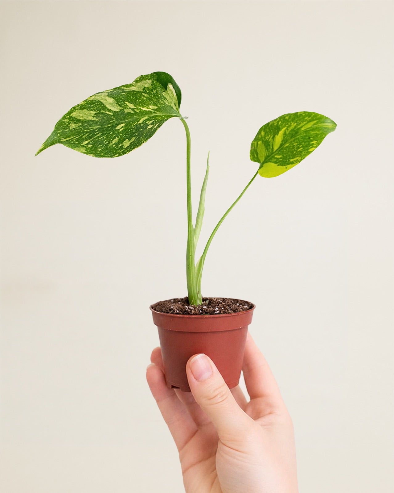 Monstera Deliciosa Electrolyte