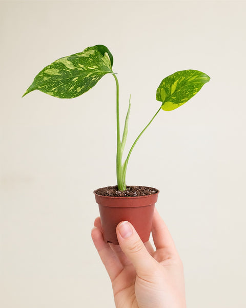 Monstera Deliciosa Electrolyte | Rare Monstera