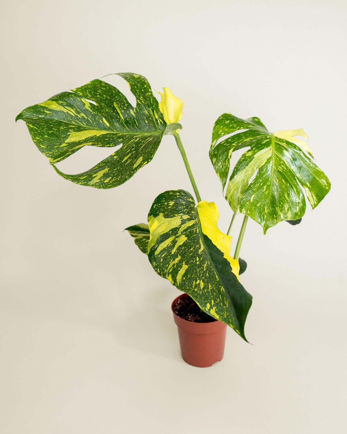 Monstera Deliciosa Electrolyte