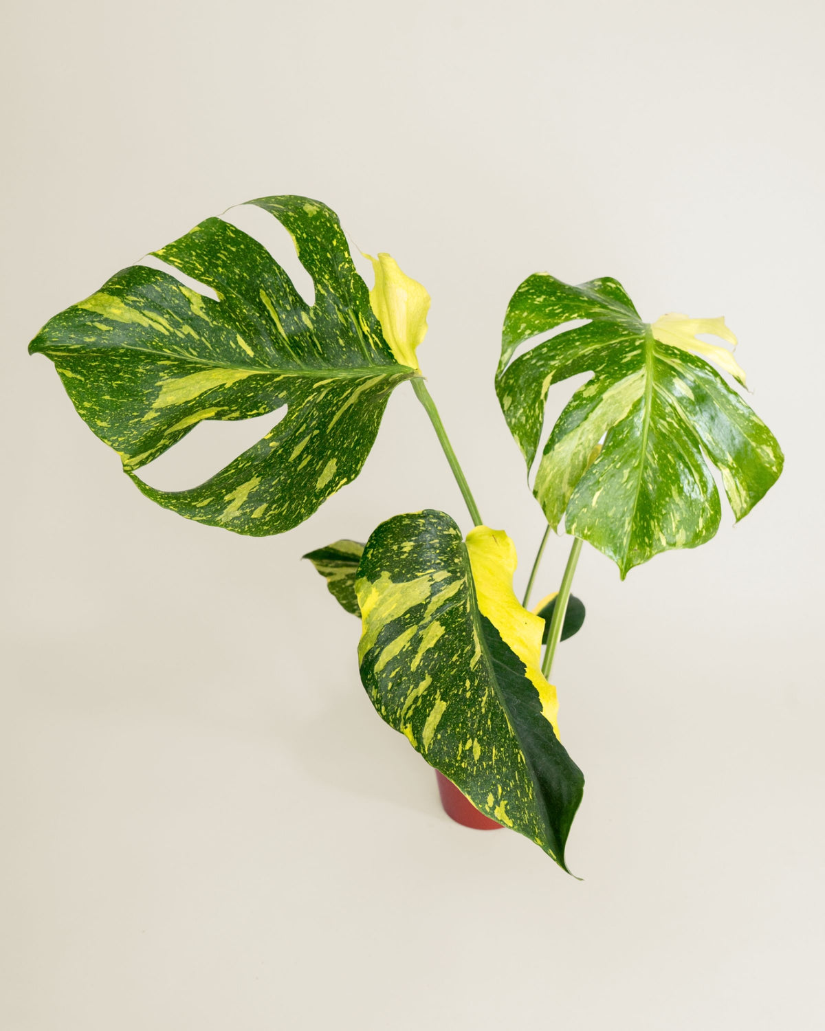 Monstera Deliciosa Electrolyte