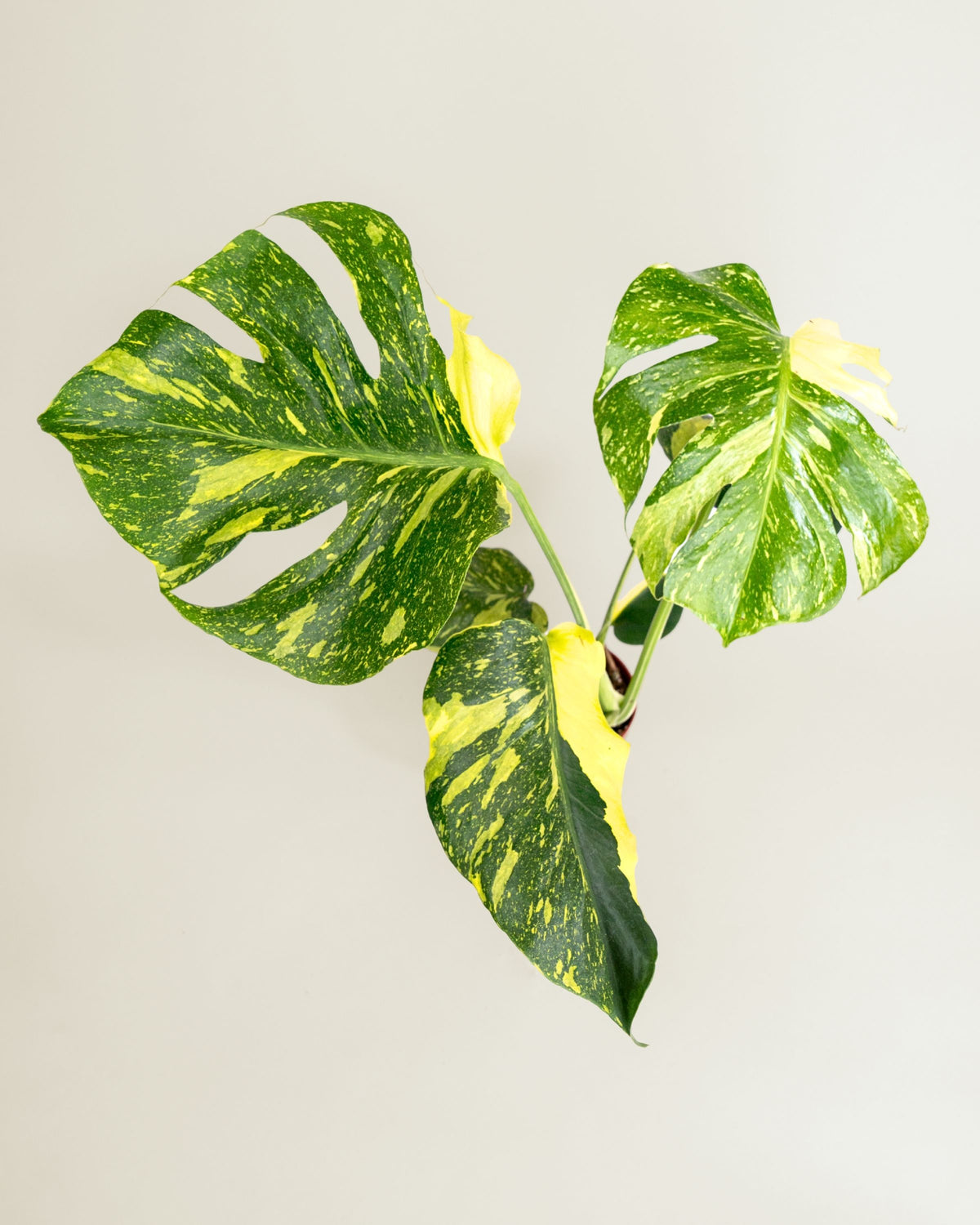 Monstera Deliciosa Electrolyte