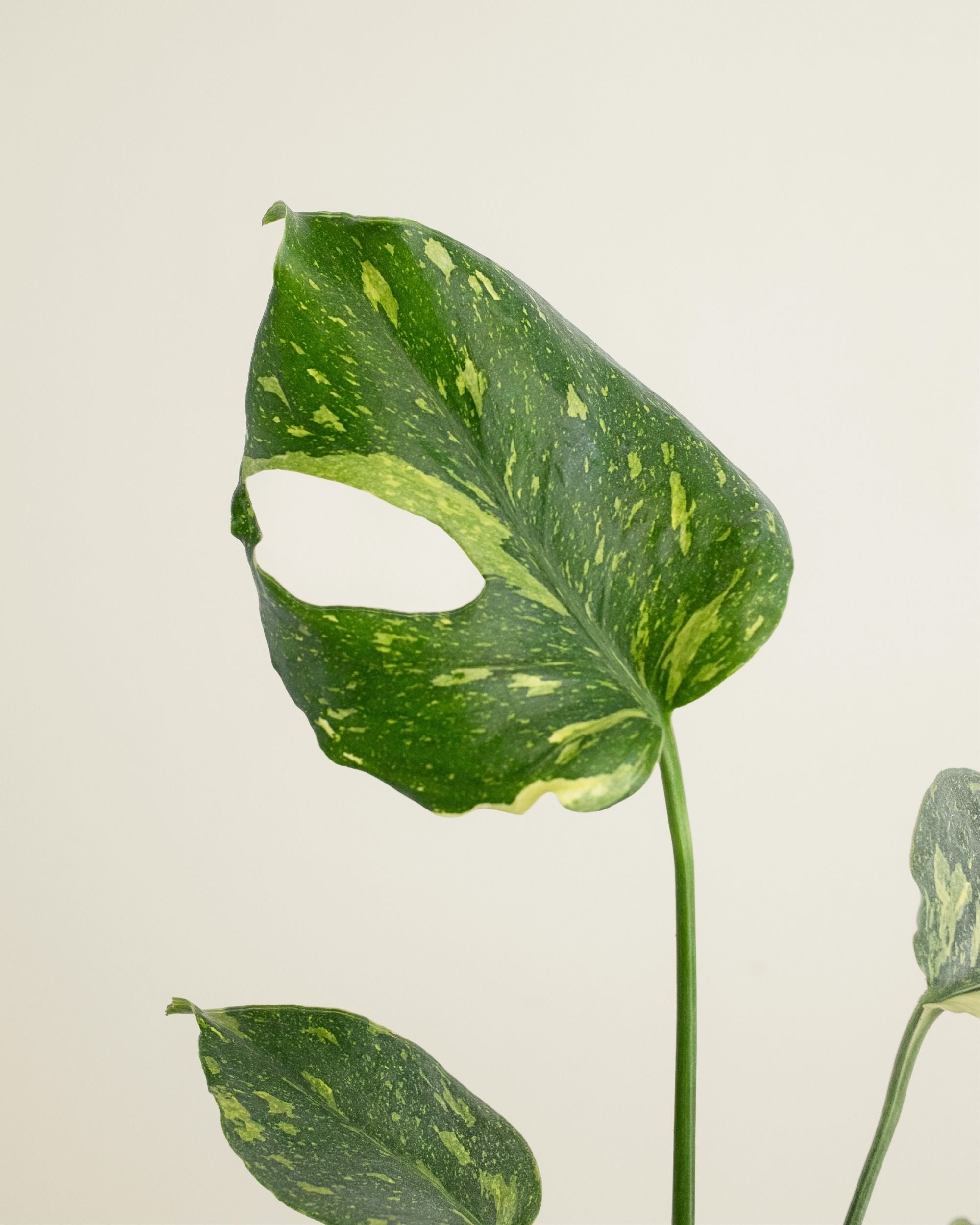 Monstera Deliciosa Electrolyte