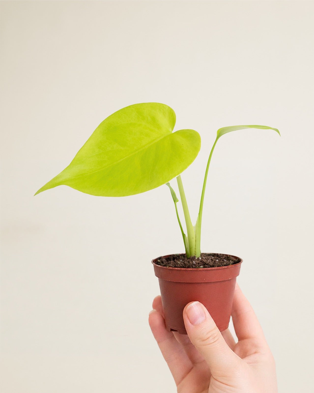 Monstera Deliciosa Golden