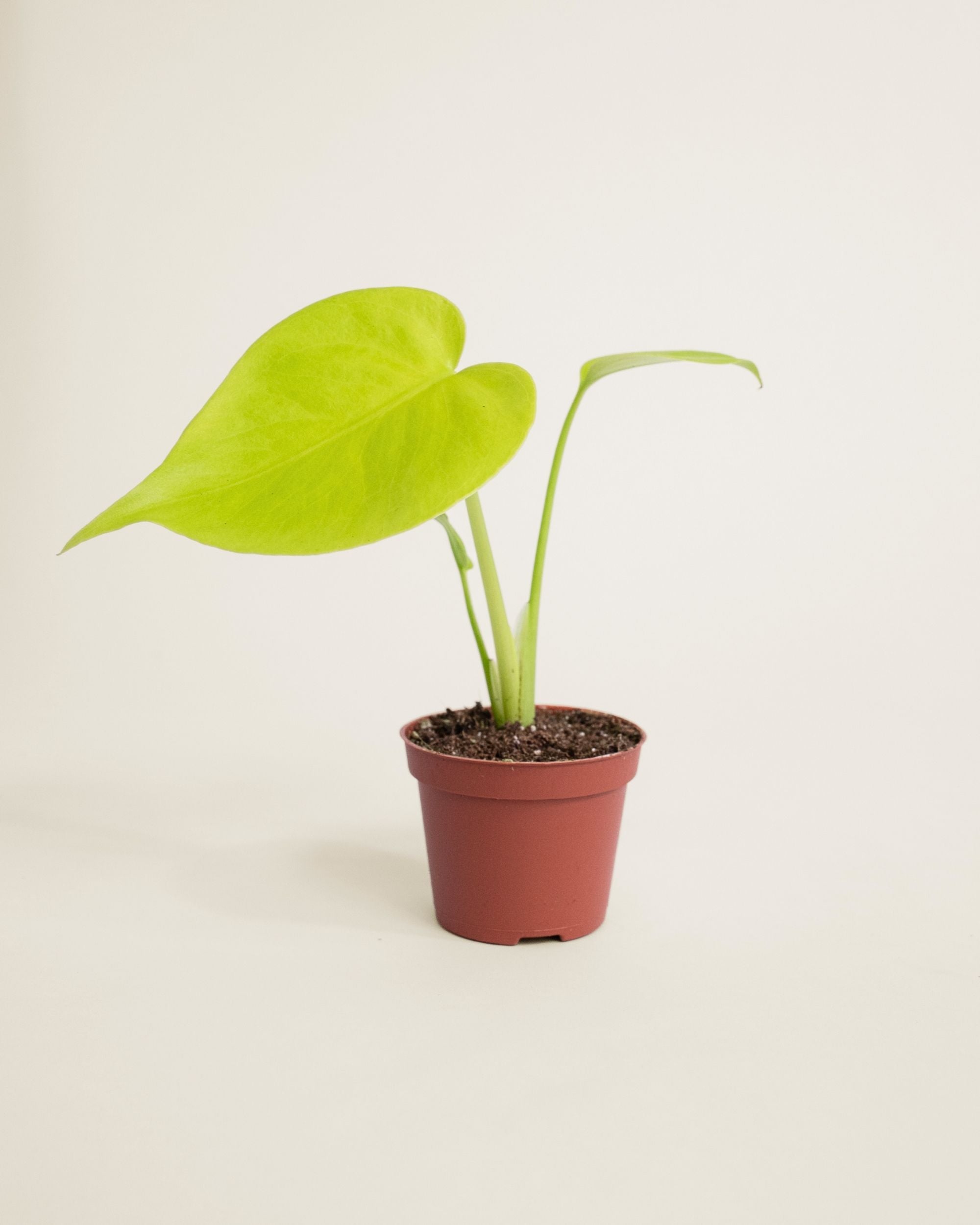 Monstera Deliciosa Golden
