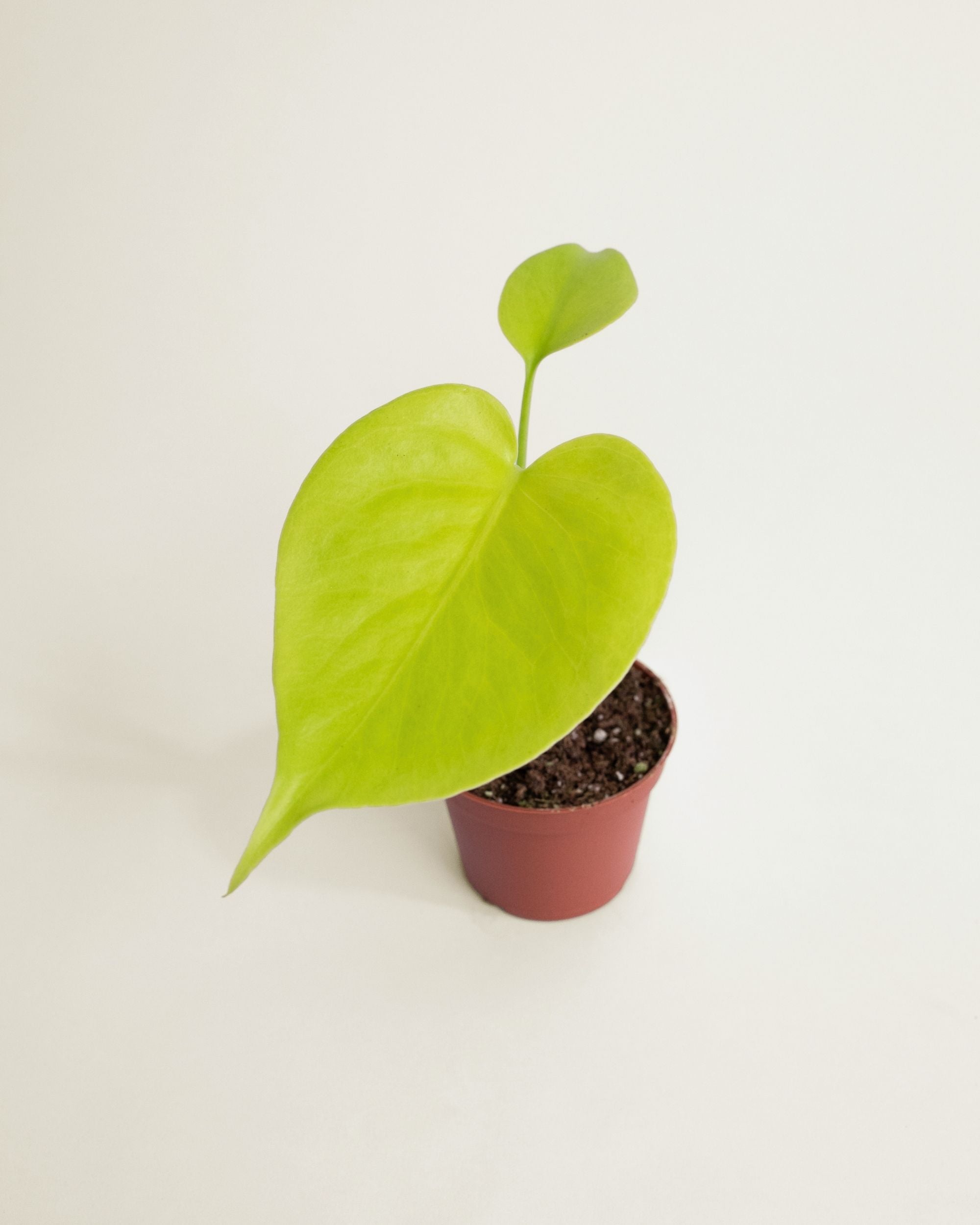 Monstera Deliciosa Golden