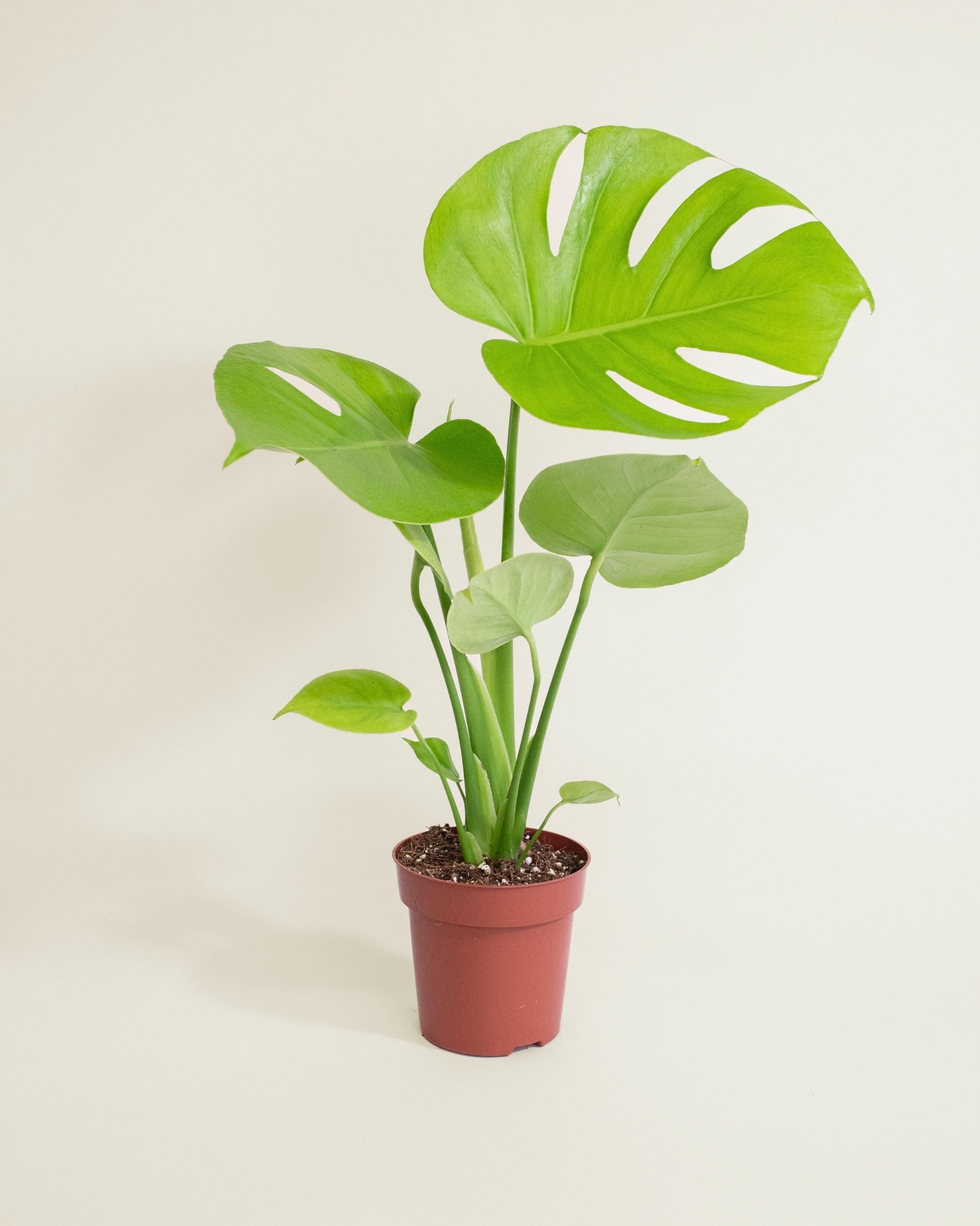 Monstera Deliciosa Golden