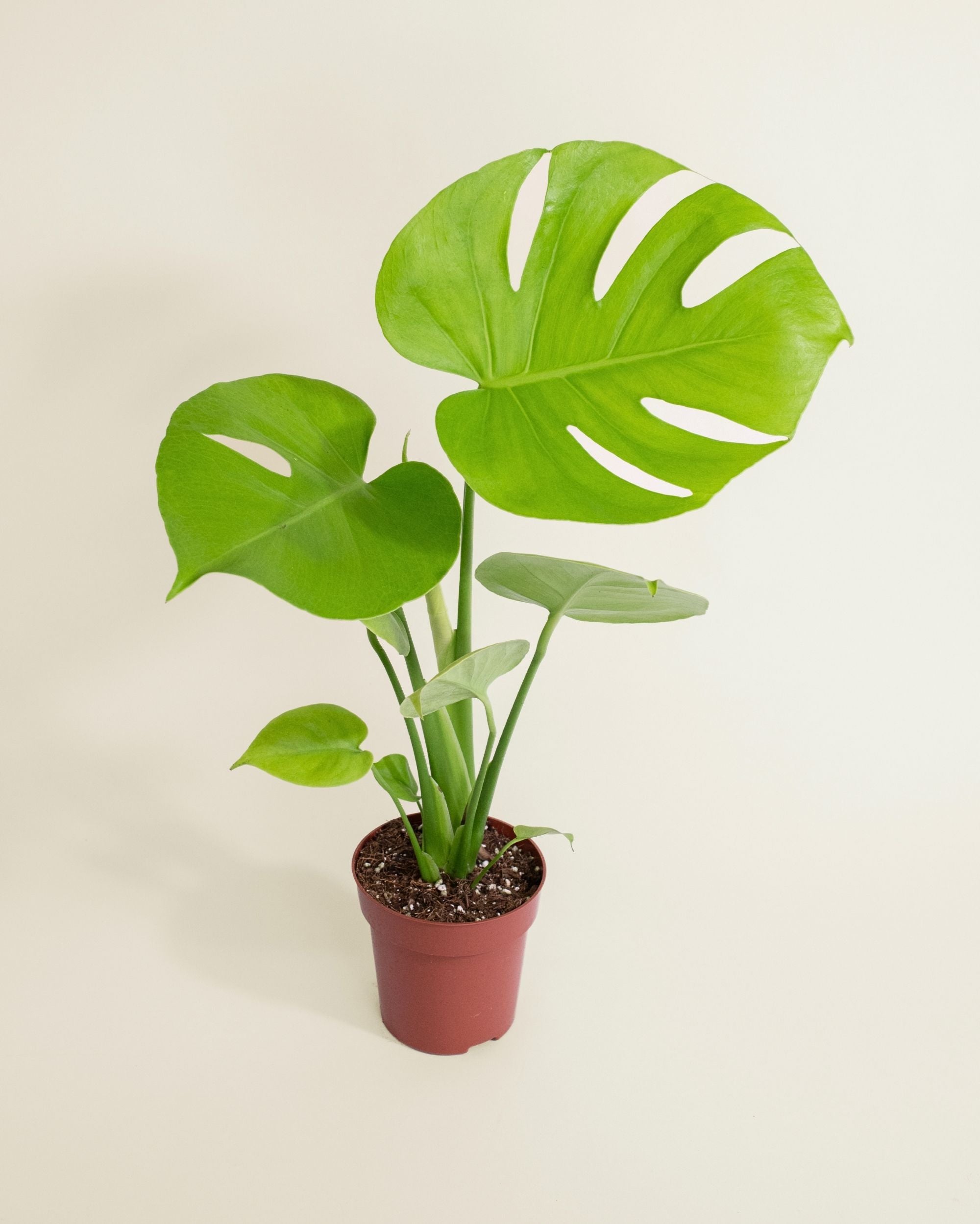 Monstera Deliciosa Golden