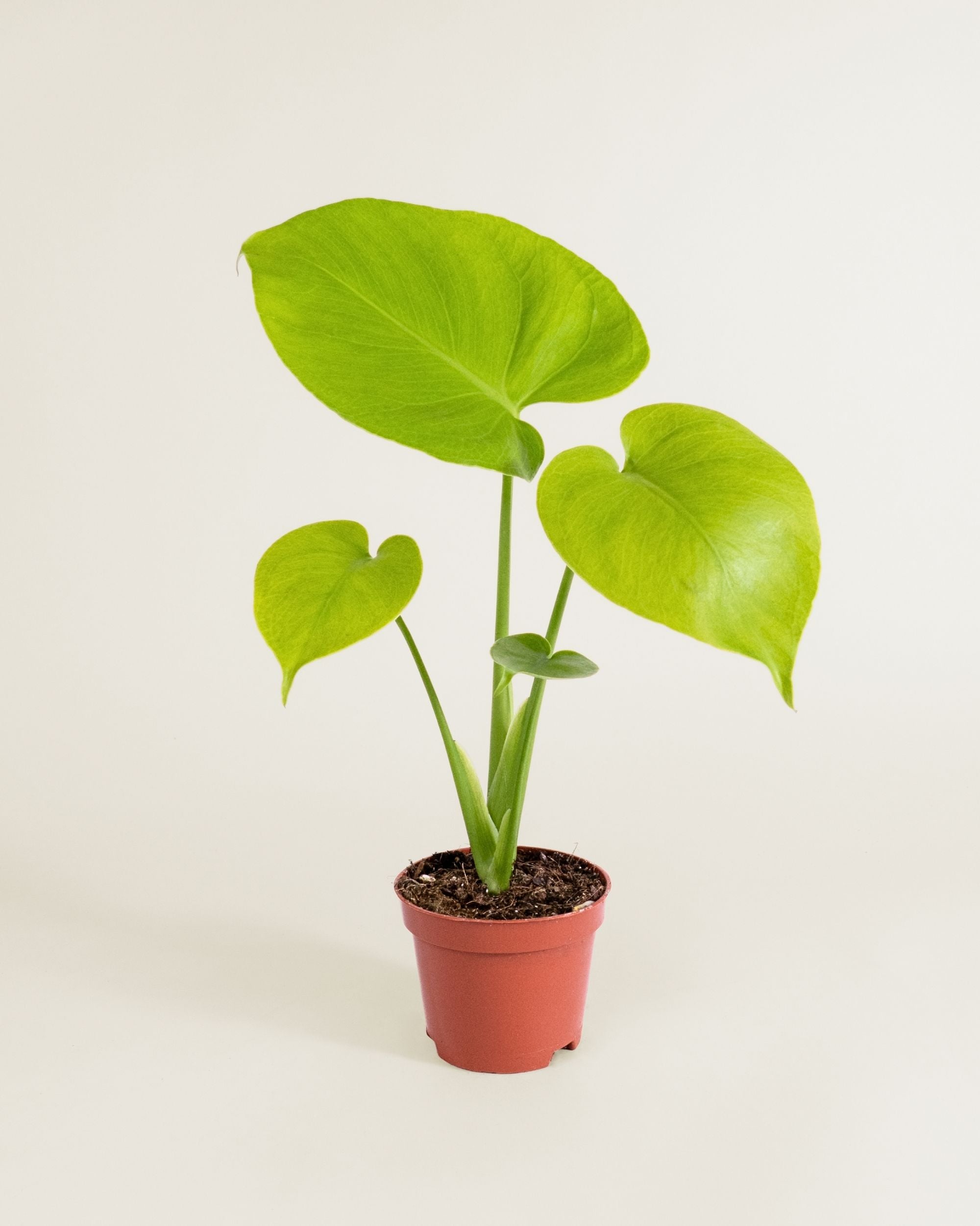 Monstera Deliciosa Golden