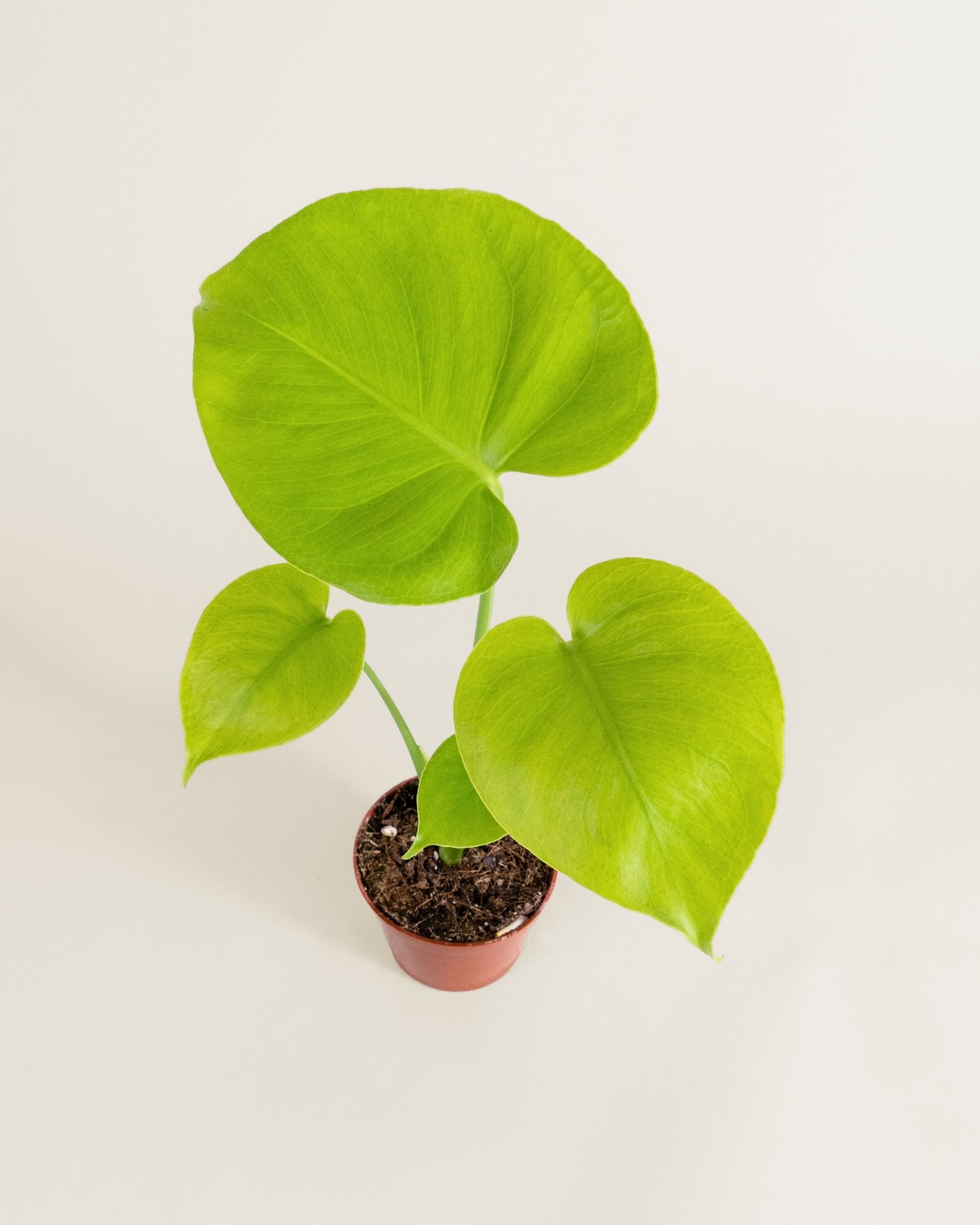 Monstera Deliciosa Golden