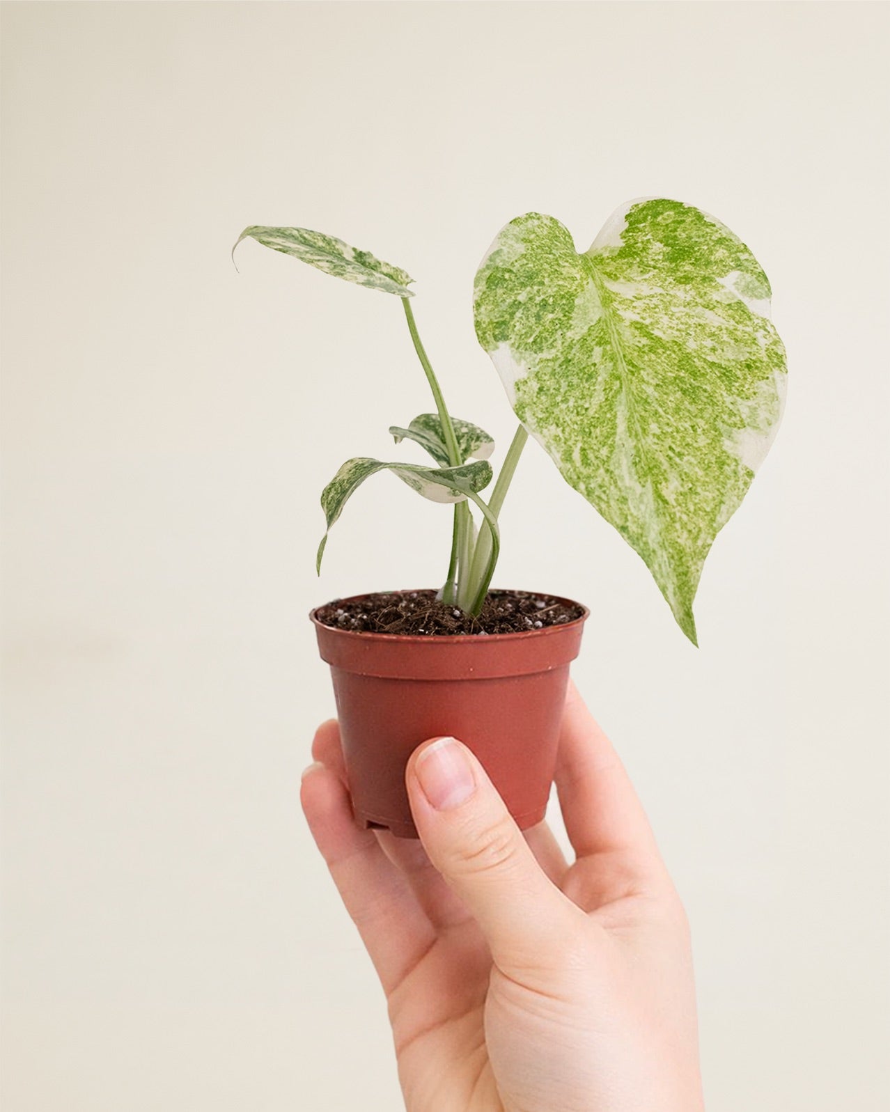 Monstera Deliciosa Green Snow