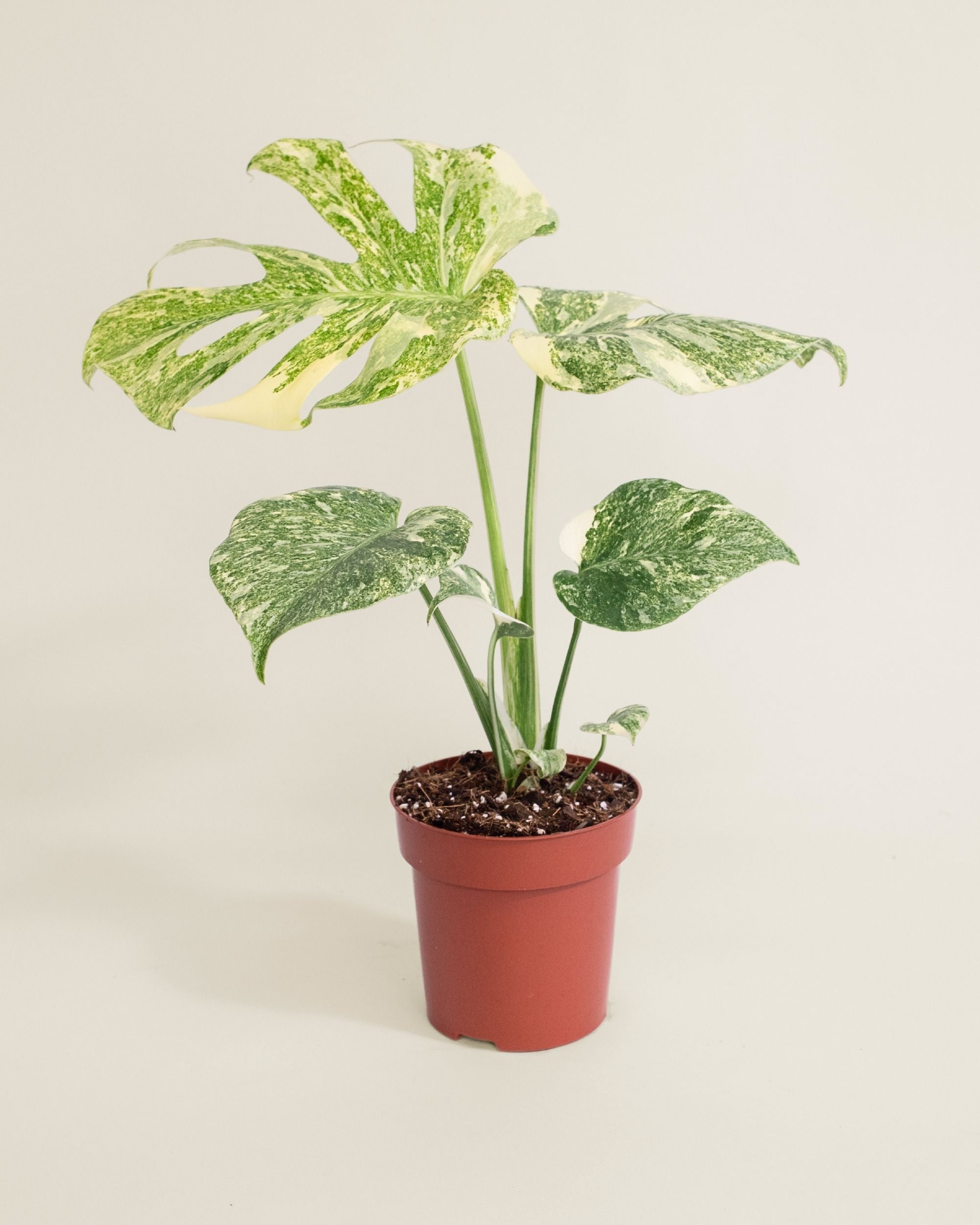 Monstera Deliciosa Green Snow