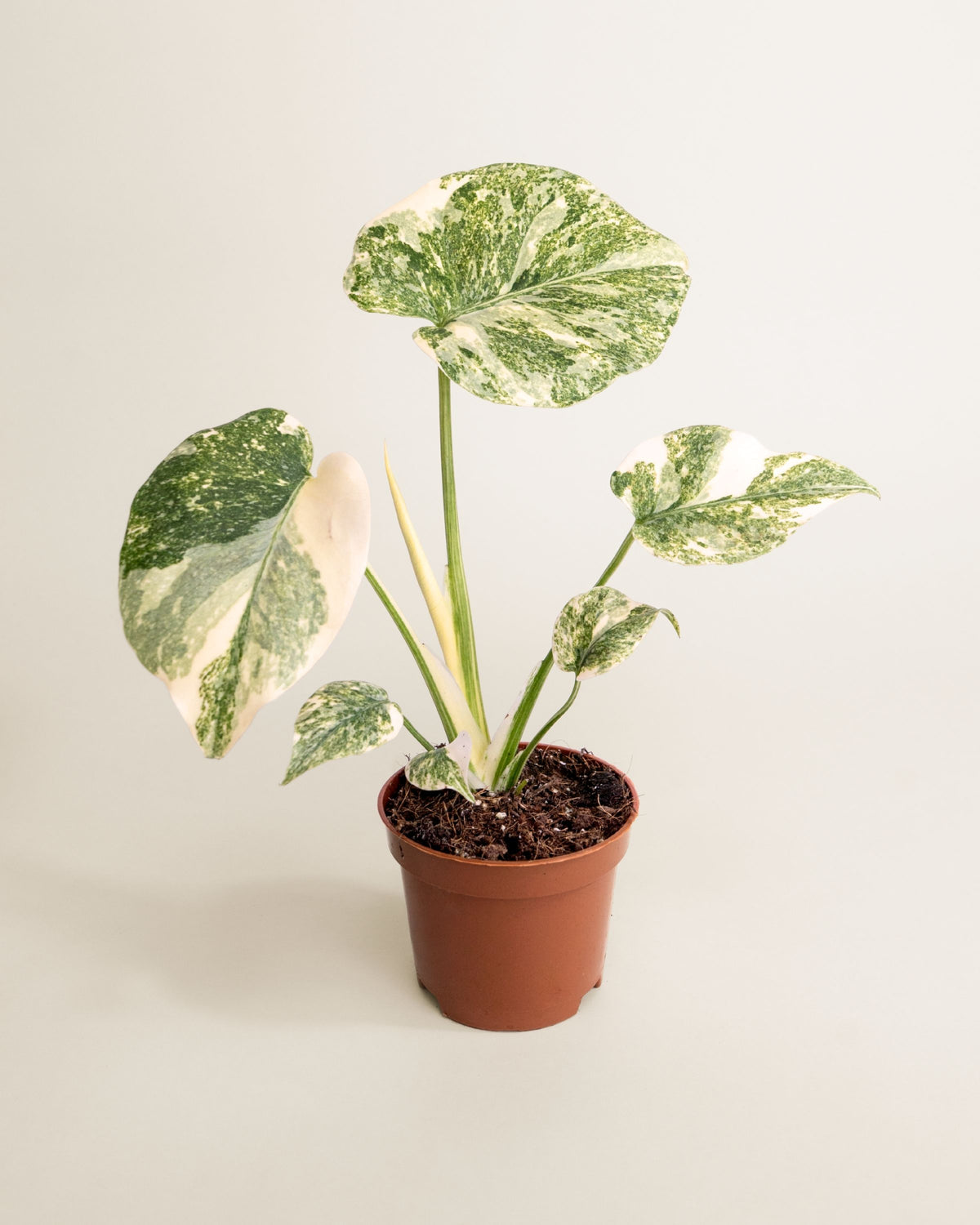 Monstera Deliciosa Green Snow