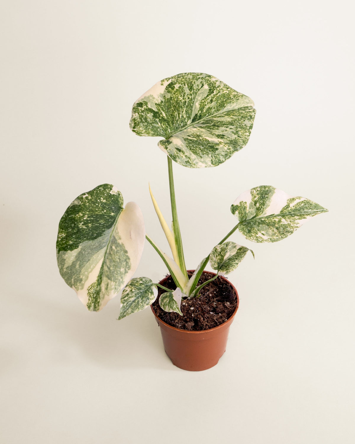 Monstera Deliciosa Green Snow