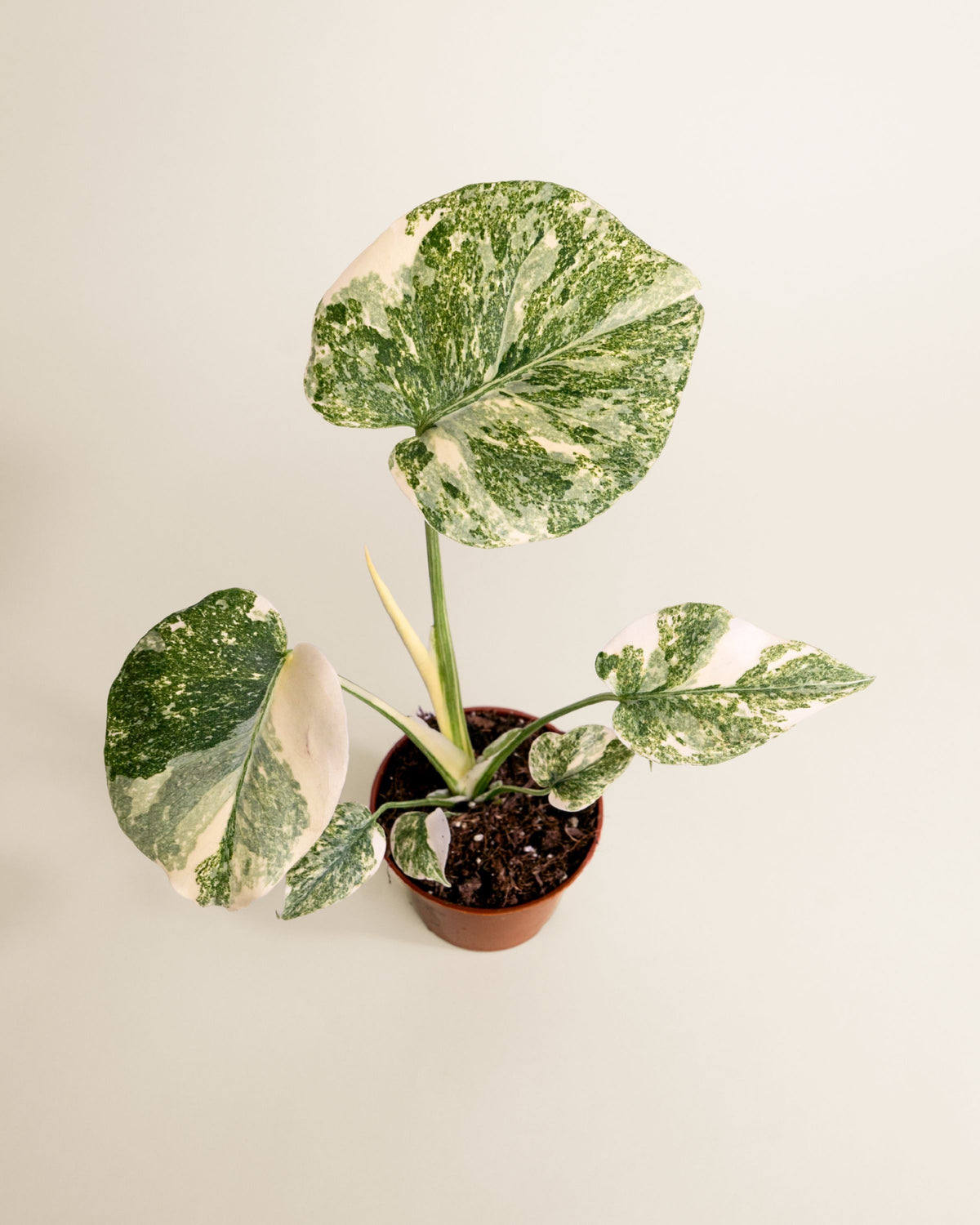 Monstera Deliciosa Green Snow