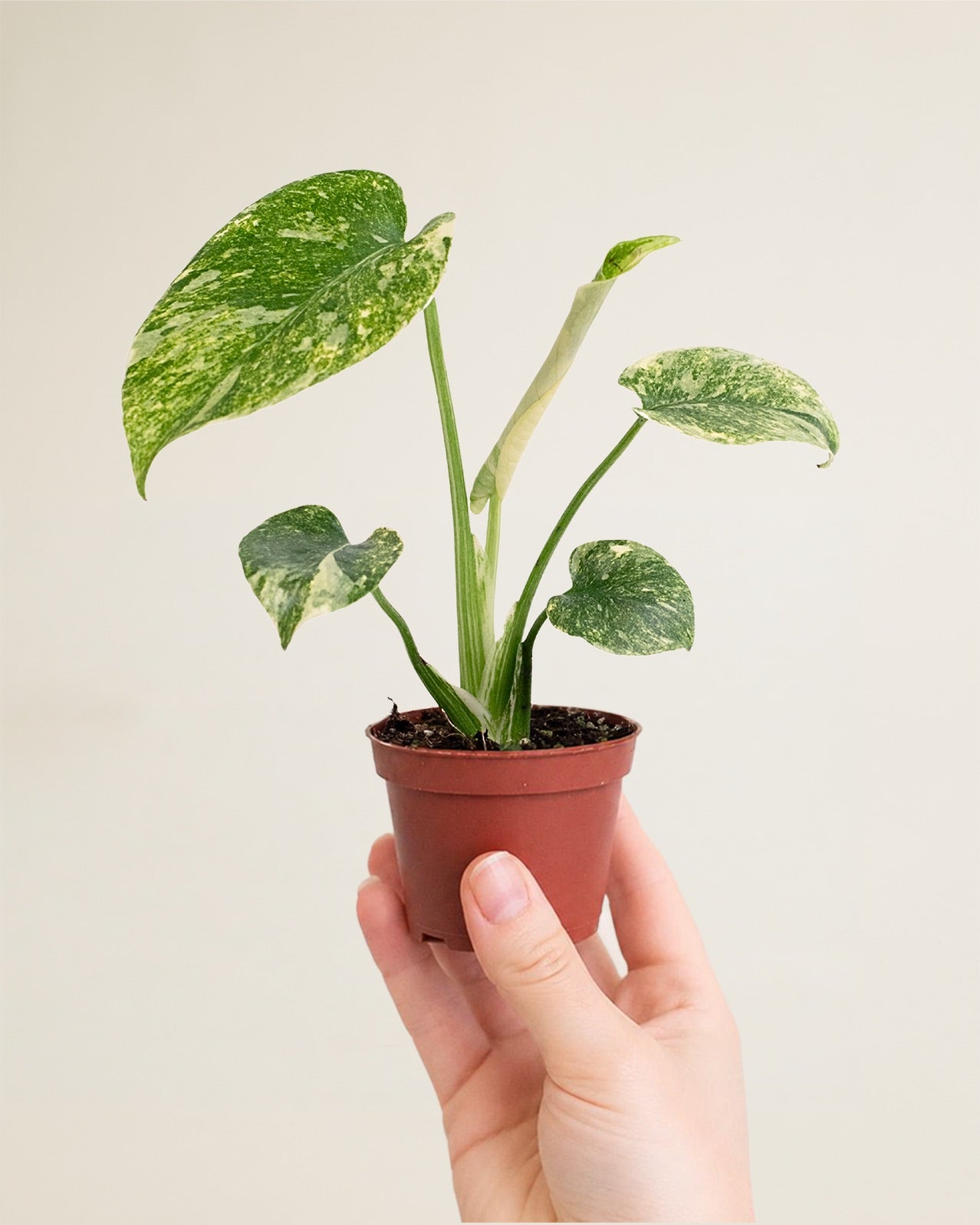 Monstera Deliciosa Legacy