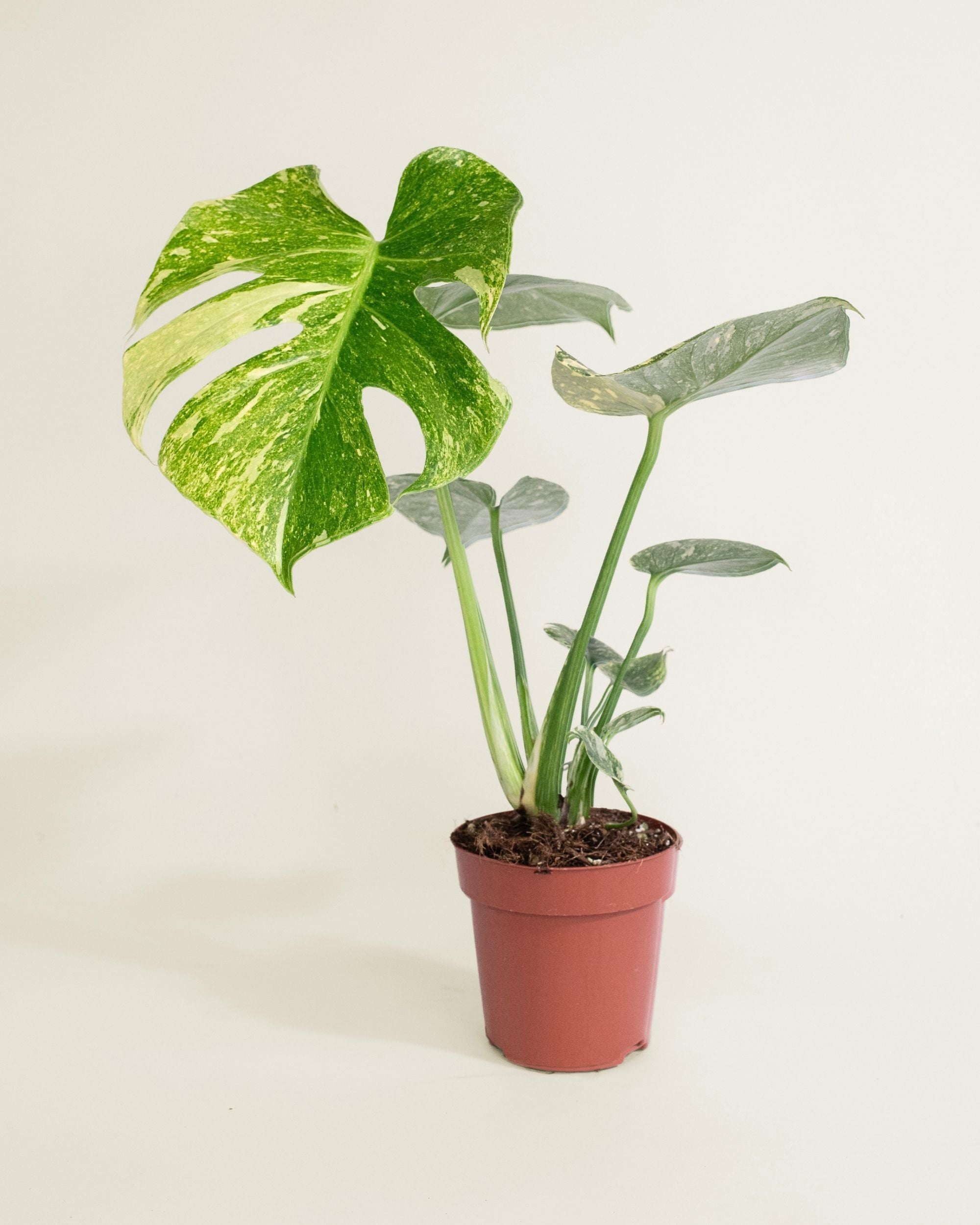 Monstera Deliciosa Legacy